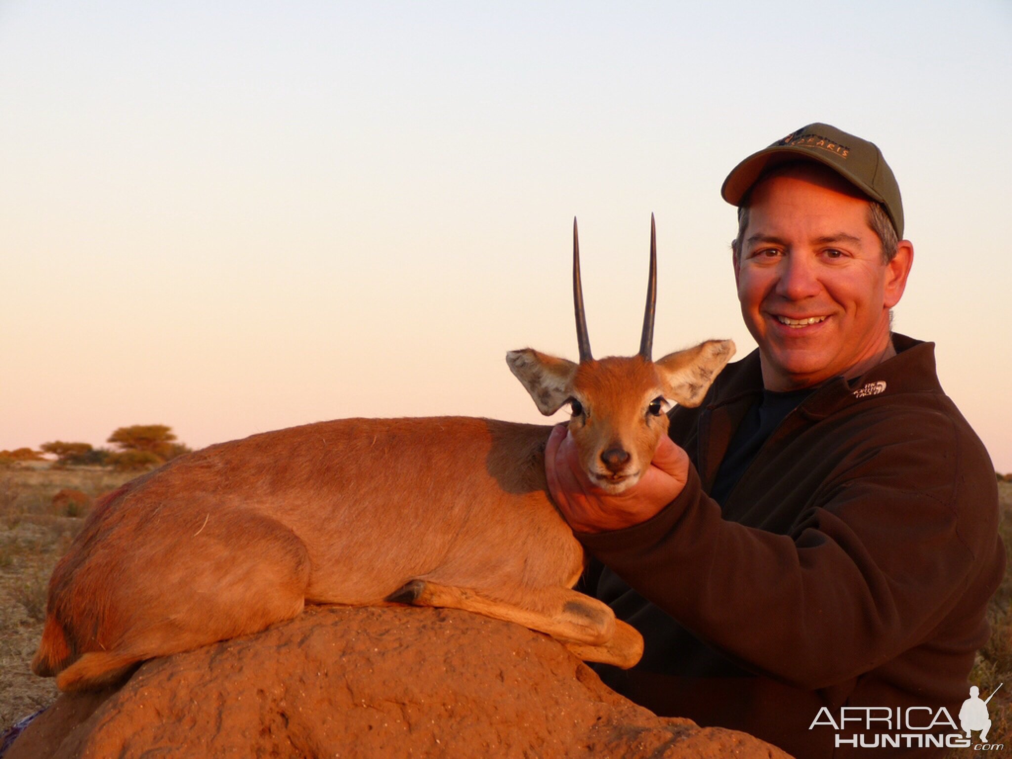 African Steenbuck