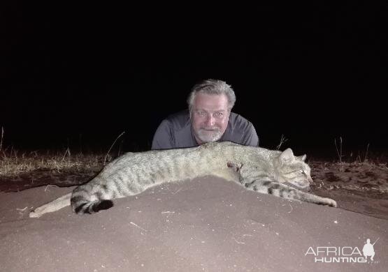 African Wild Cat Hunting Sunset Safaris