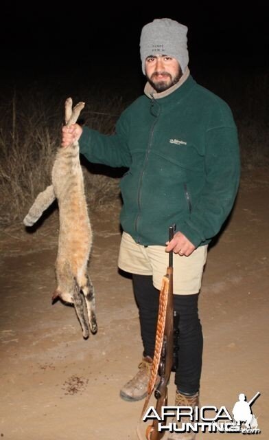 African Wild Cat hunting
