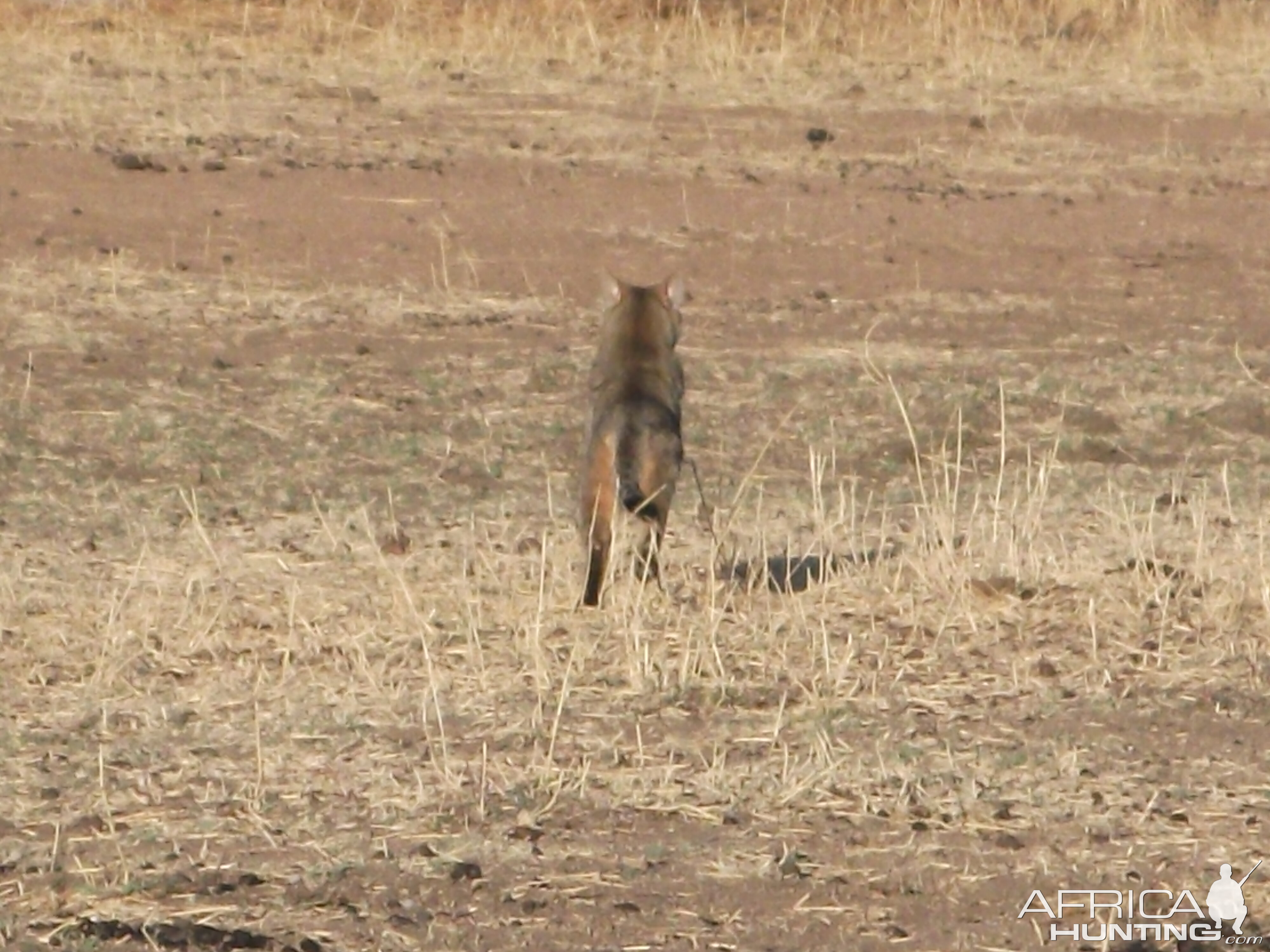 African Wild Cat Namibia