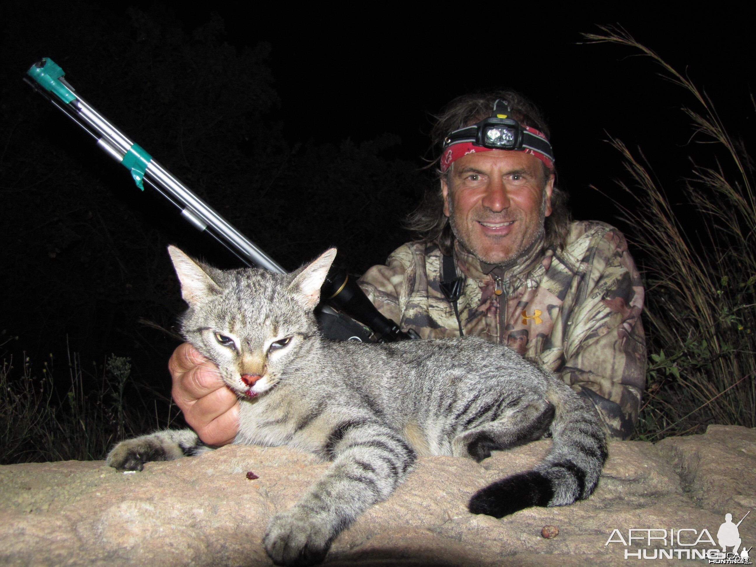 African Wild Cat