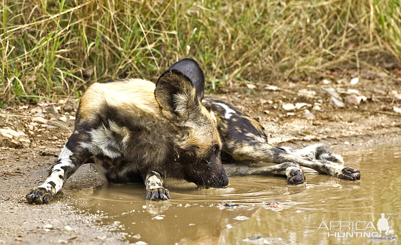 African Wild Dog South Africa