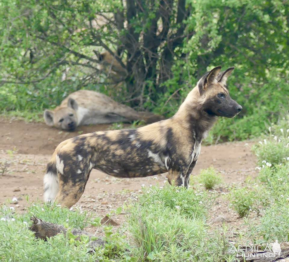 African Wild Dog with a Spotted Hyena in the background Kruger National Park South Africa