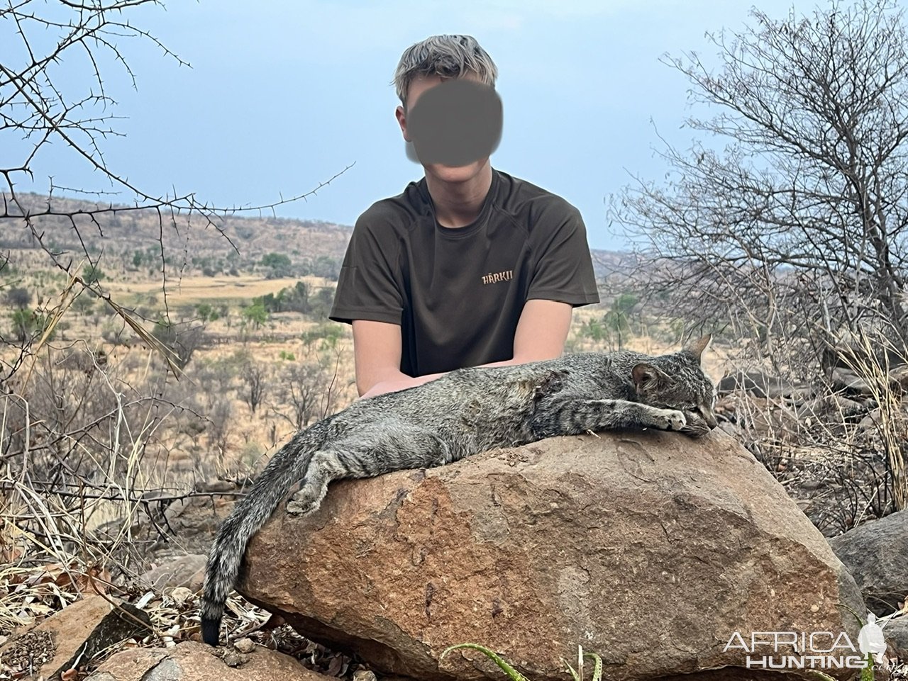 African Wildcat Hunt Zimbabwe