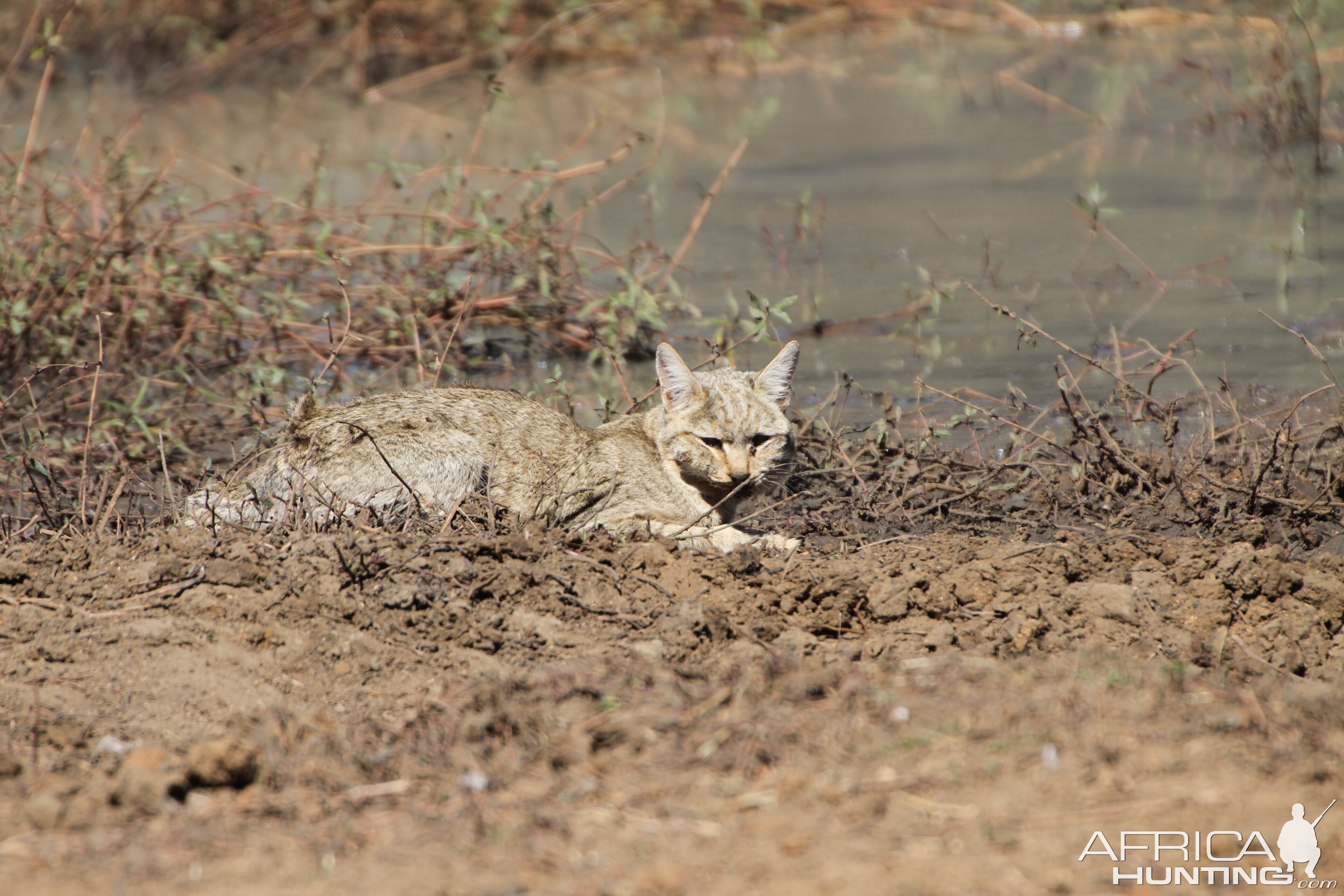 African Wildcat Namibia