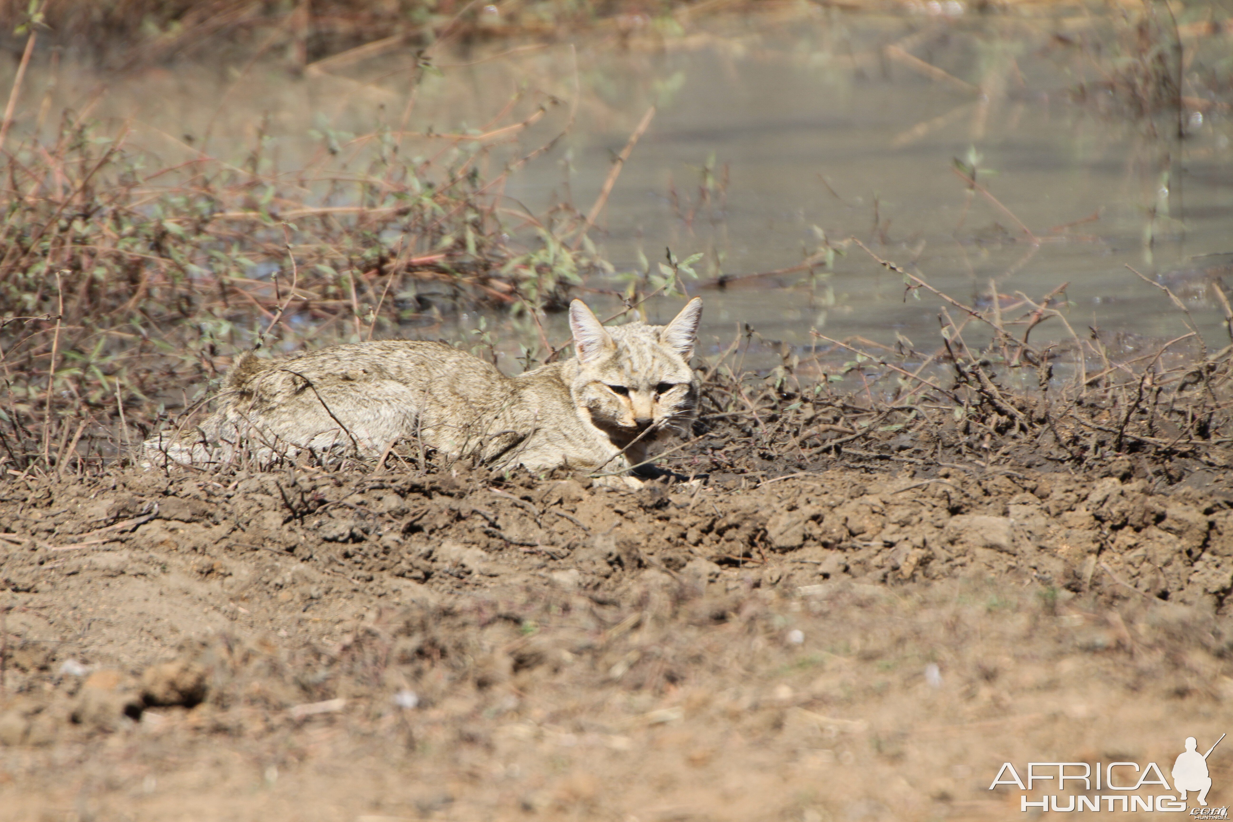 African Wildcat Namibia