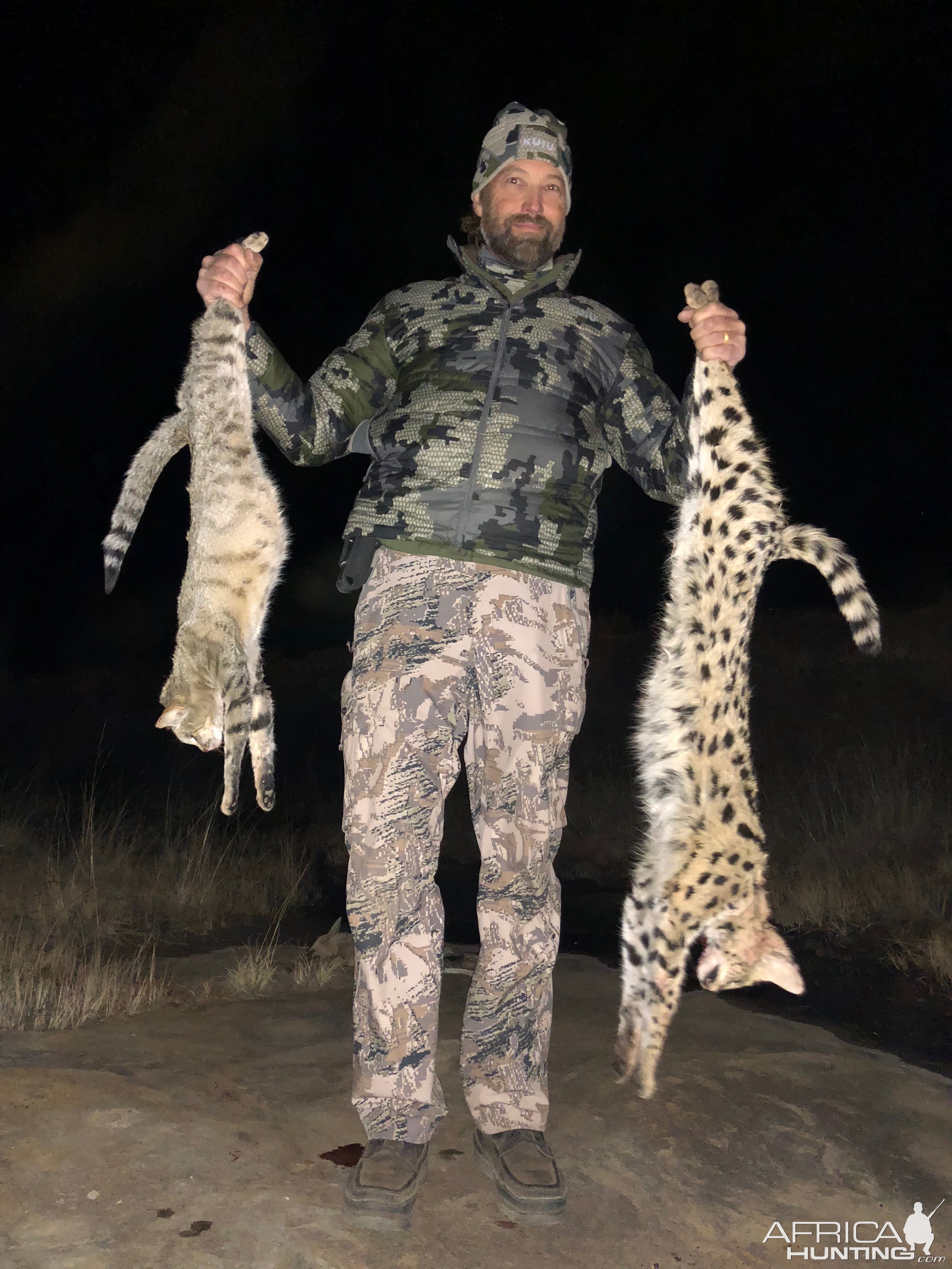 African Wildcat Serval Cat Hunting South Africa Hunting