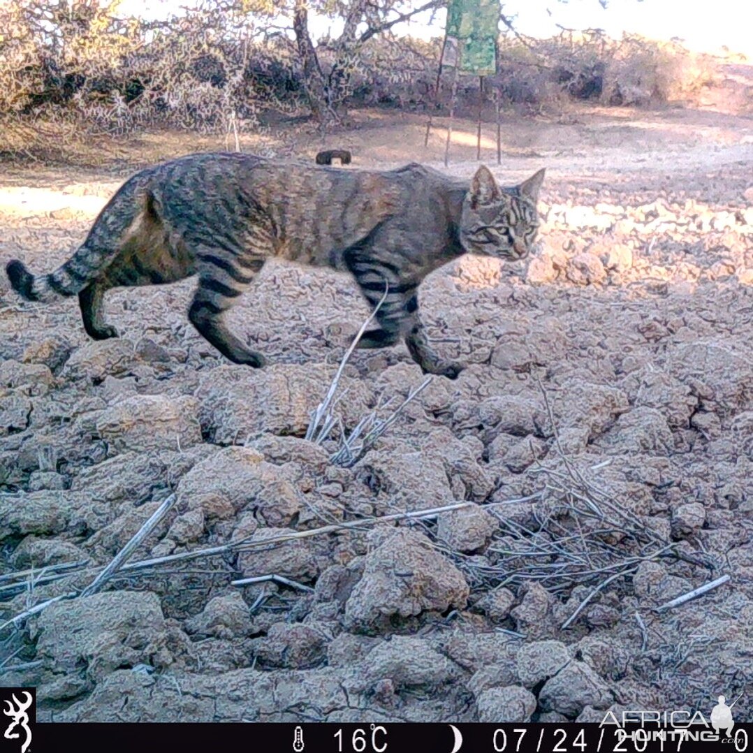 African Wildcat