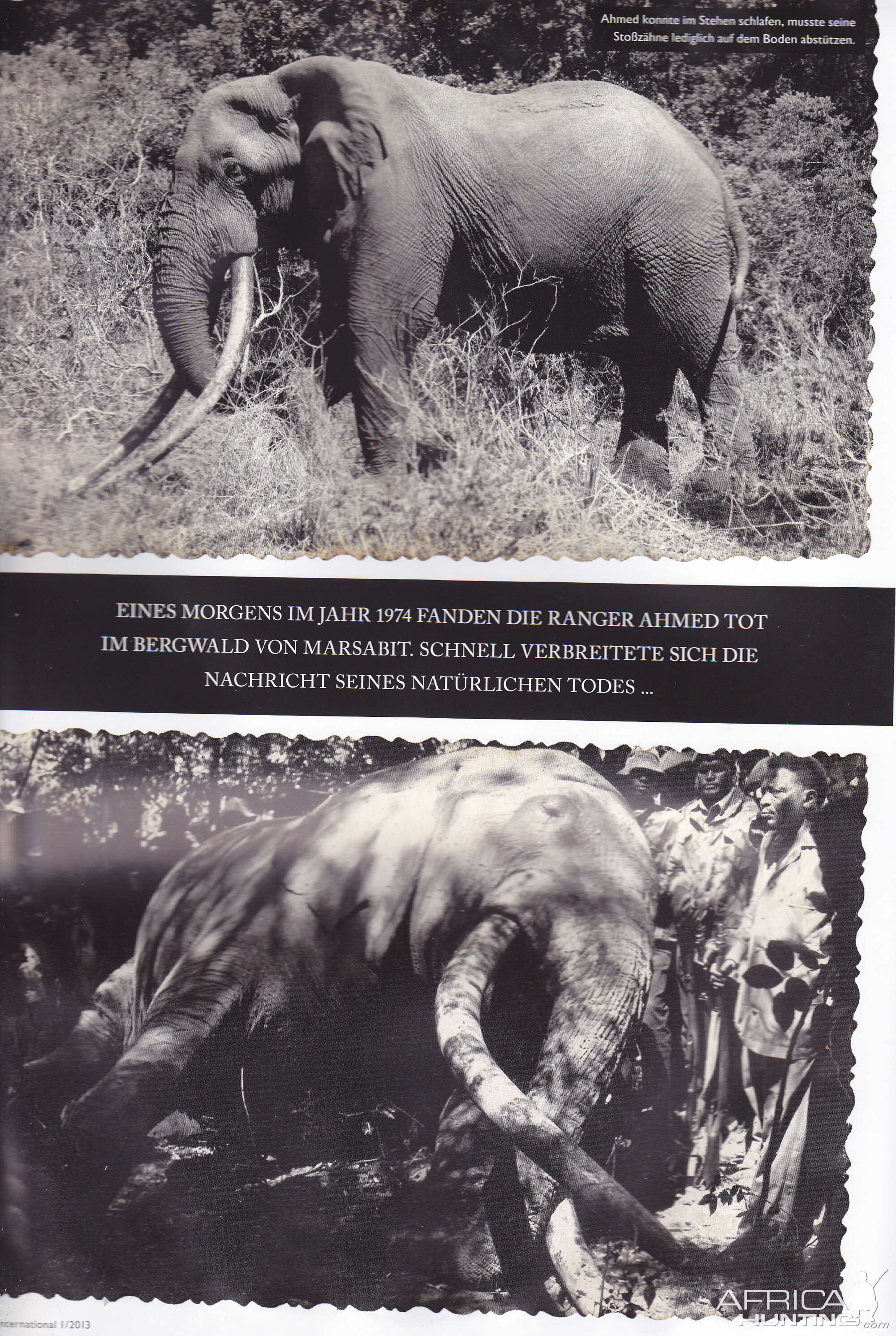 Ahmed the Elephant of Marsabit