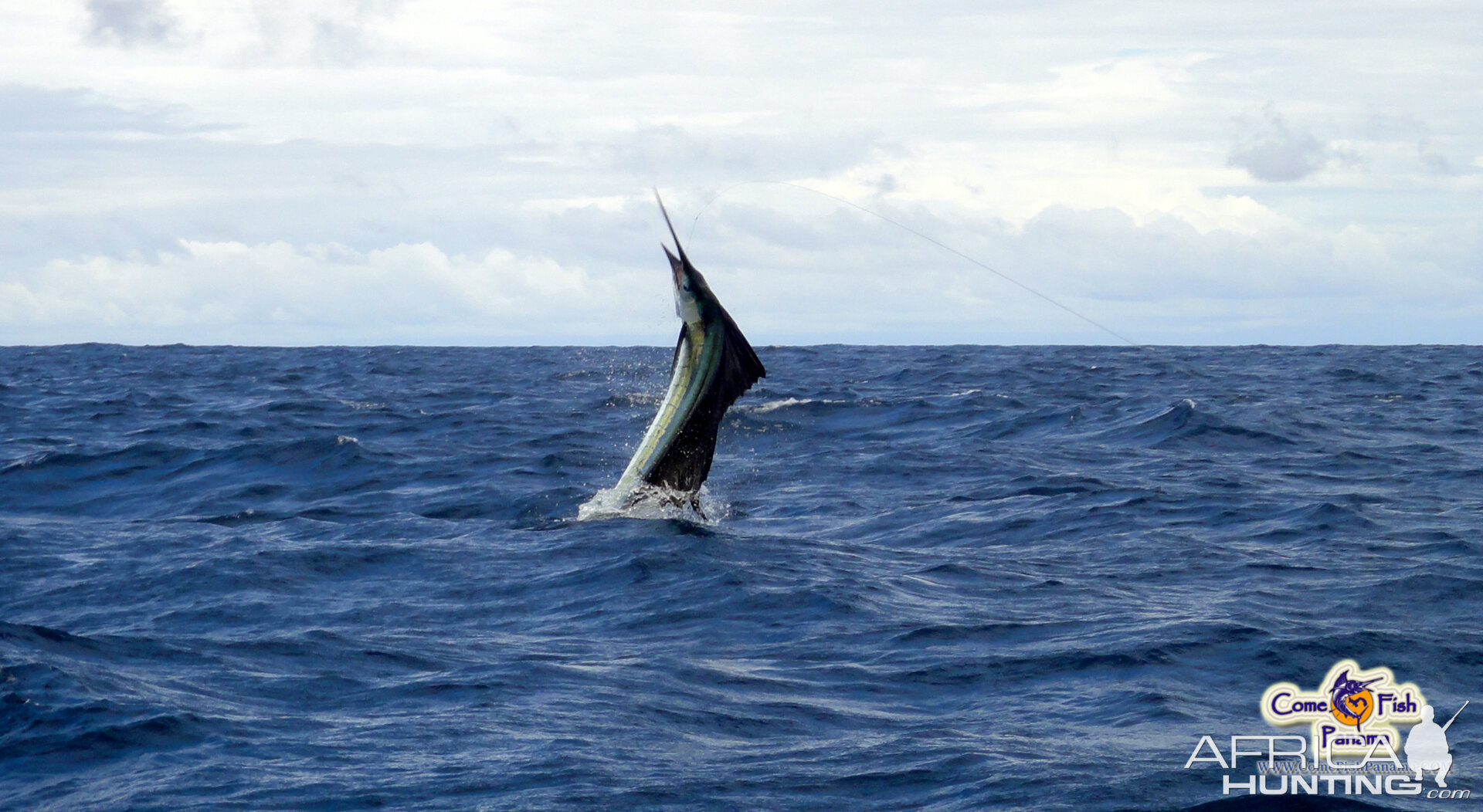 Airborn pacific sailfish - Panama