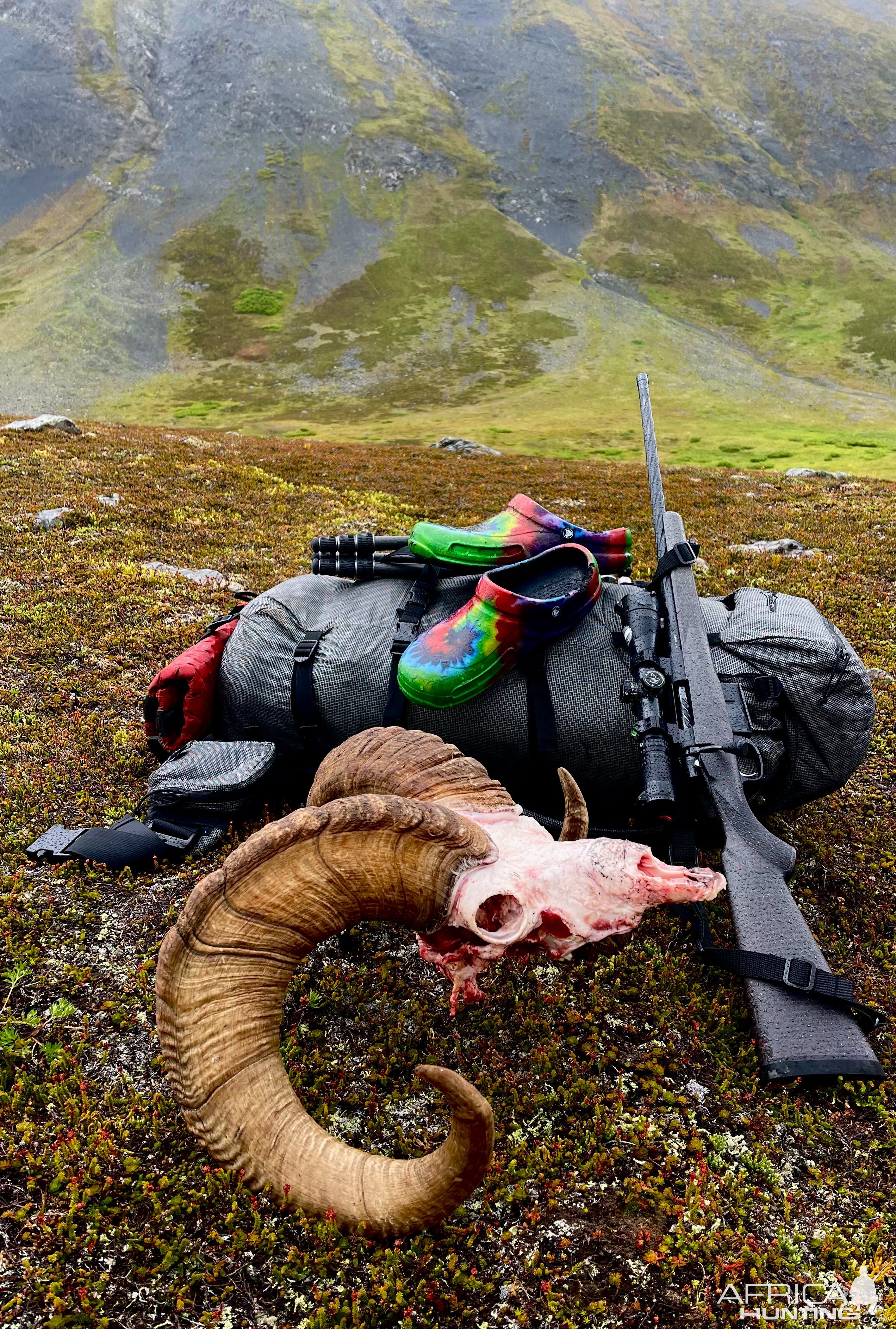 Alaska Dall Sheep Hunt