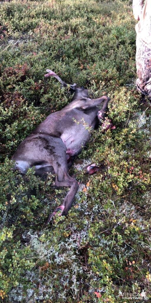 Alaska USA Hunt Caribou