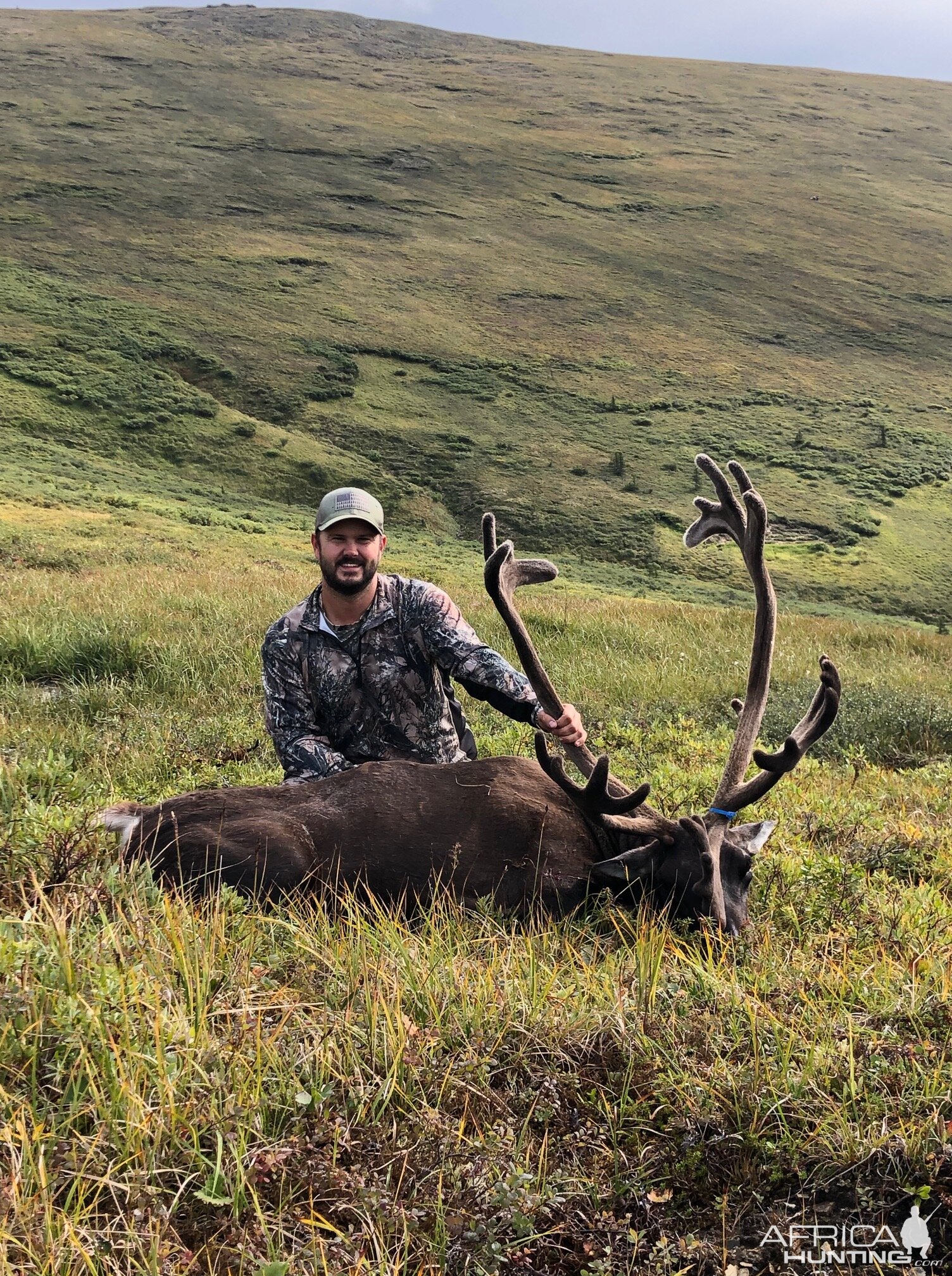 Alaska USA Hunt Caribou