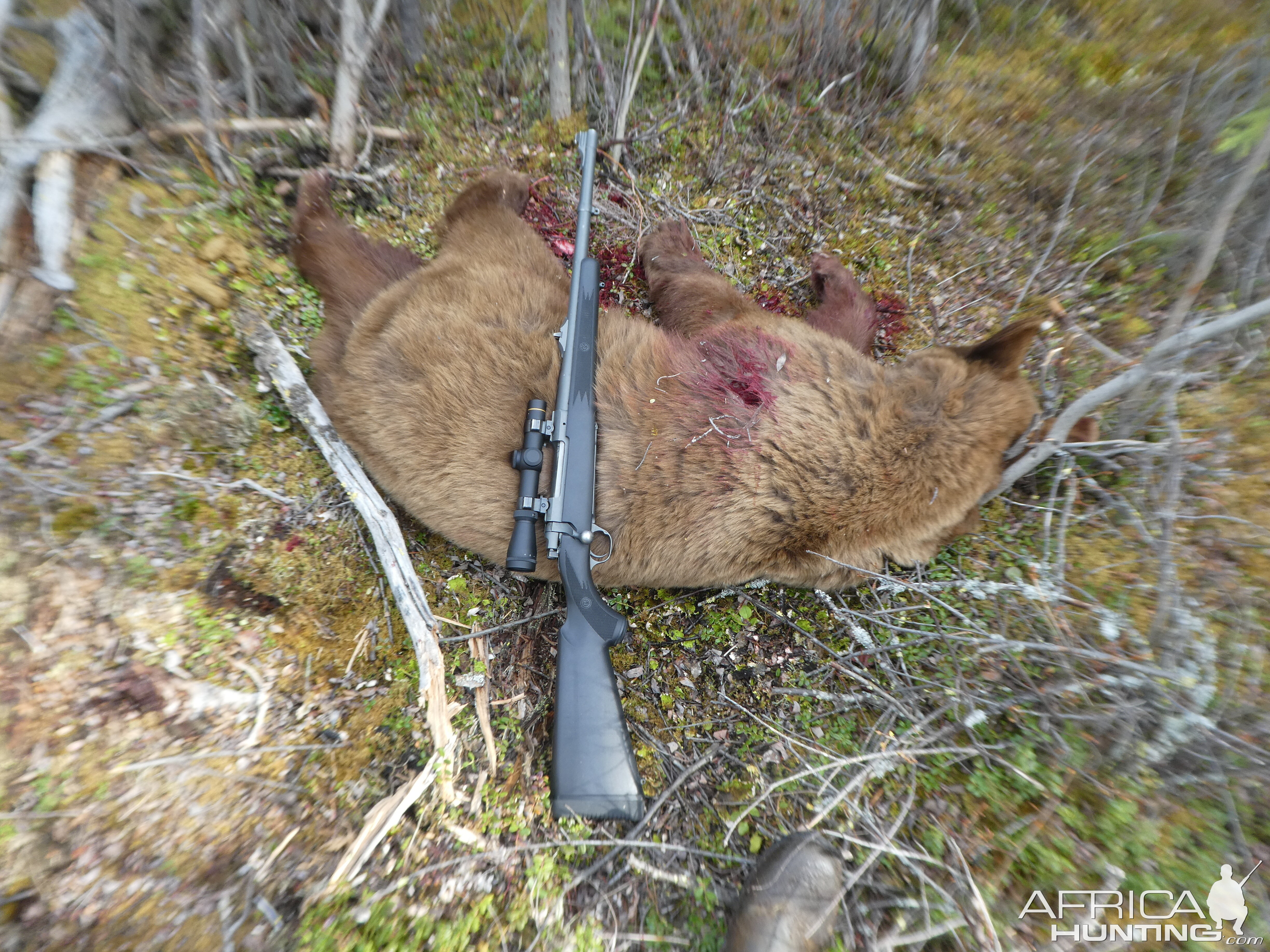 Alaska USA Hunting Bear