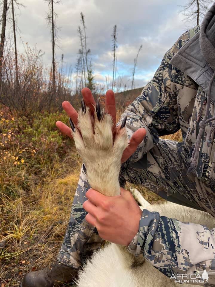 Alaska USA Hunting Wolf