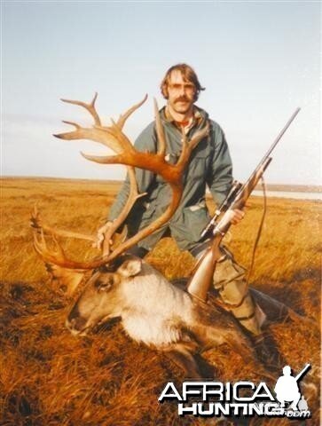 Alaskan Barren Ground Caribou