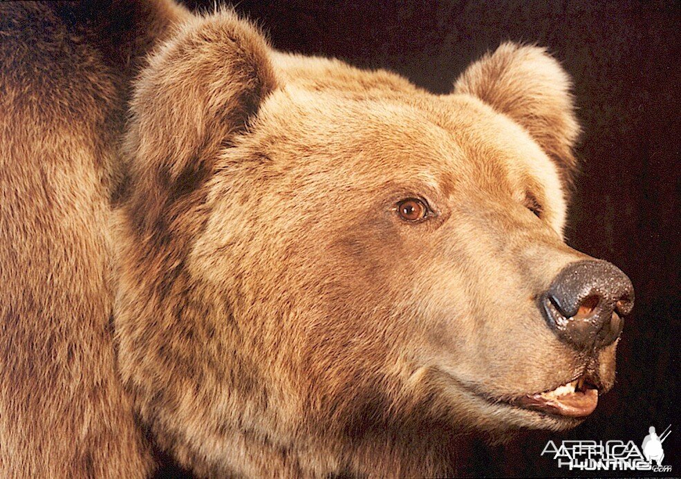 Alaskan Grizzly Bear Mount