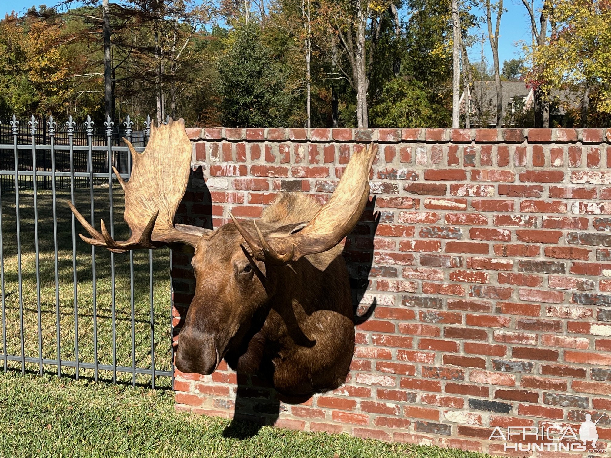 Alaskan Moose Shoulder Mount Taxidermy