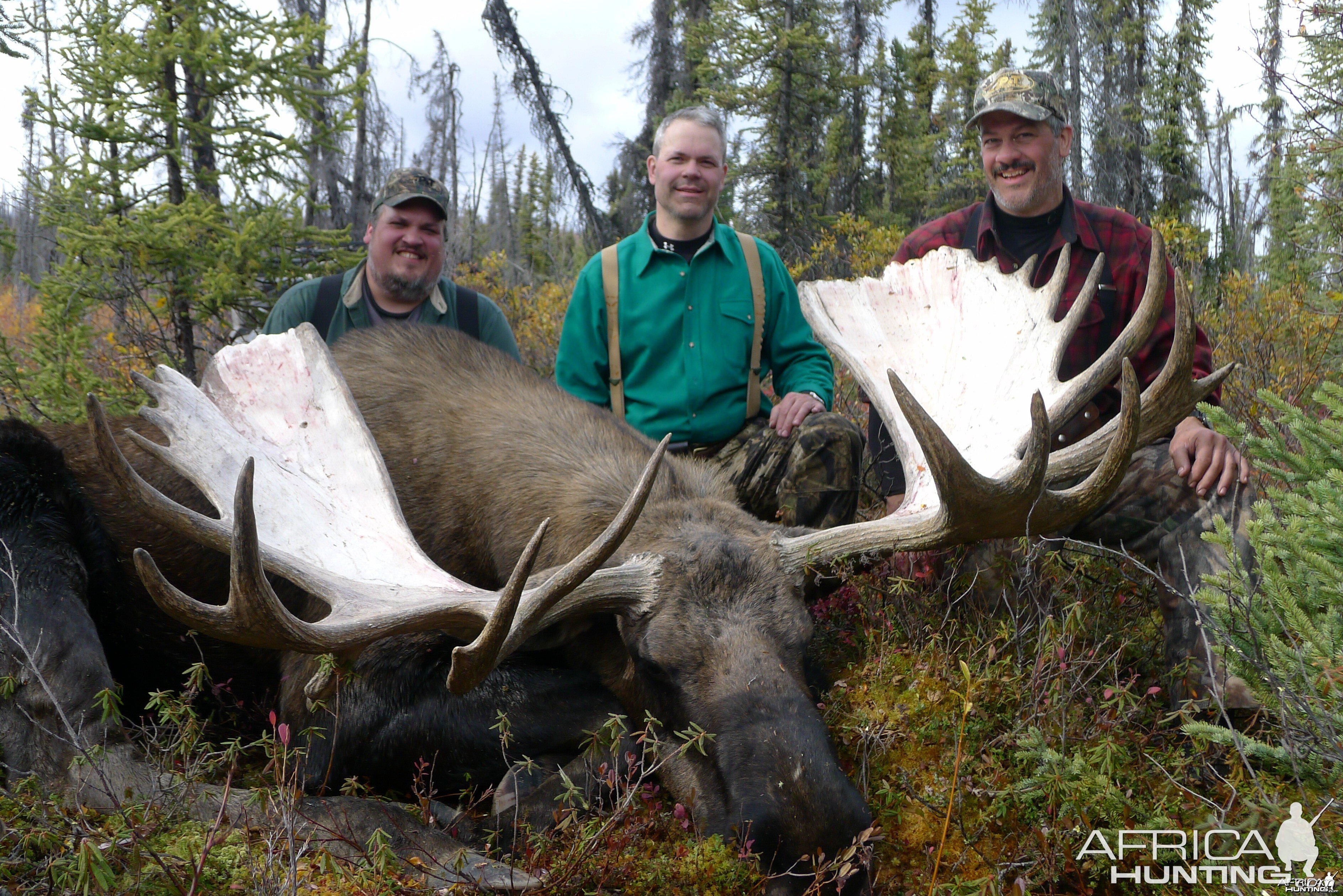 Alaskan Yukon Moose