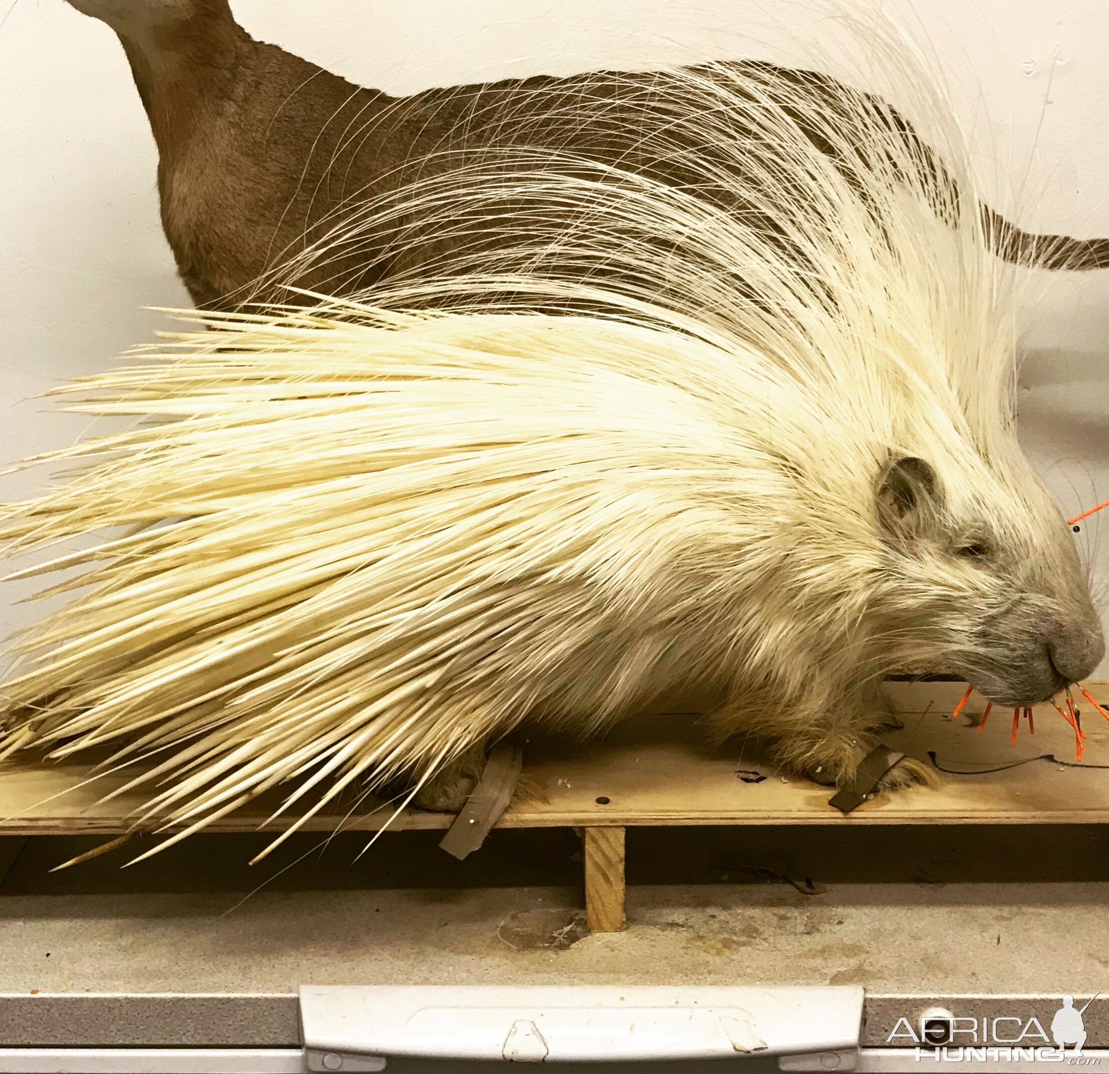 Albino porcupine