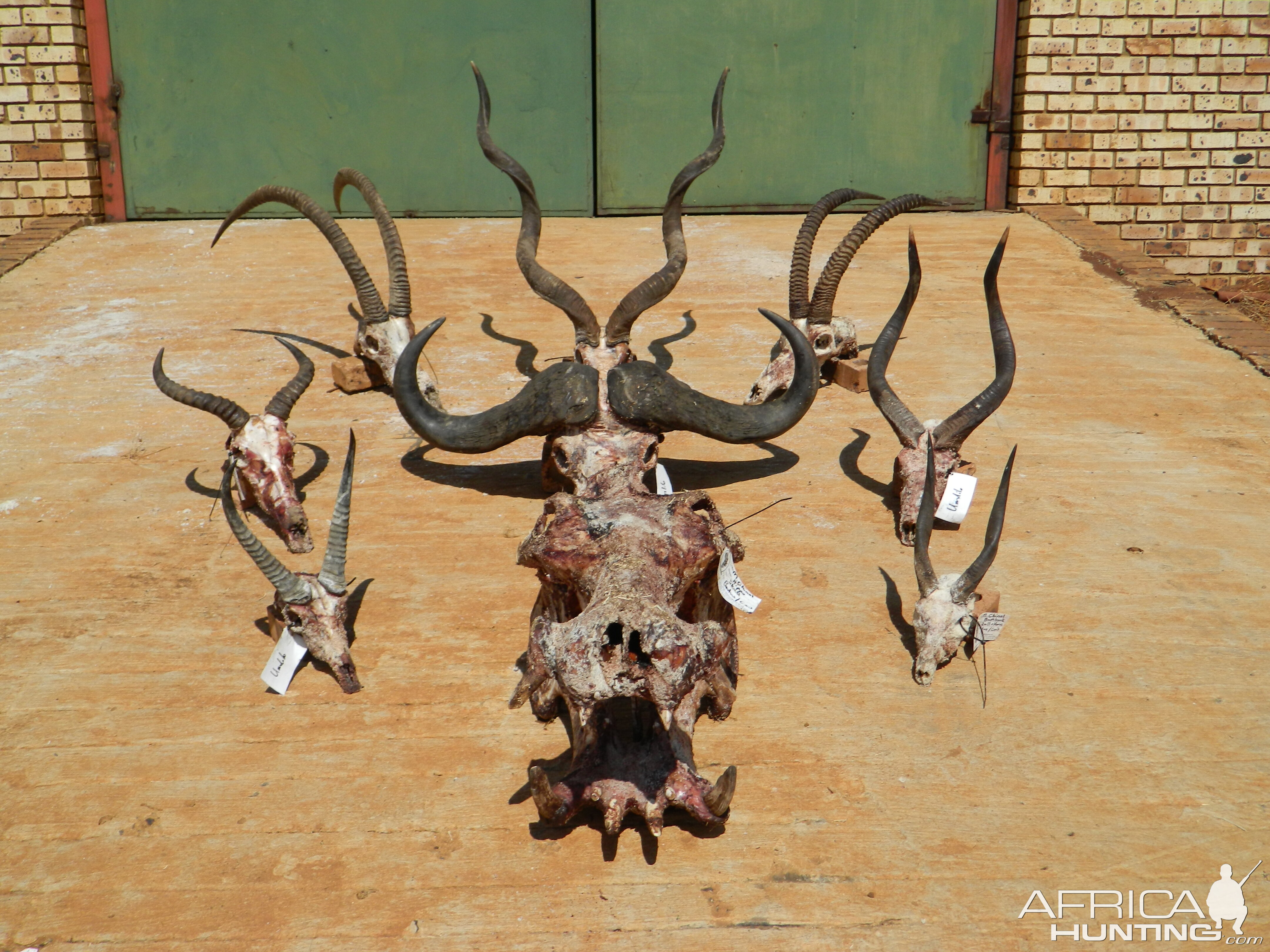 All Trophies of the Safari South Africa
