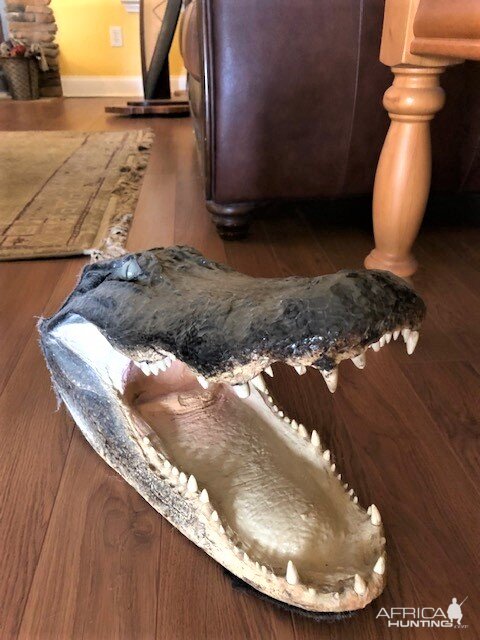 Alligator Head Mount Taxidermy