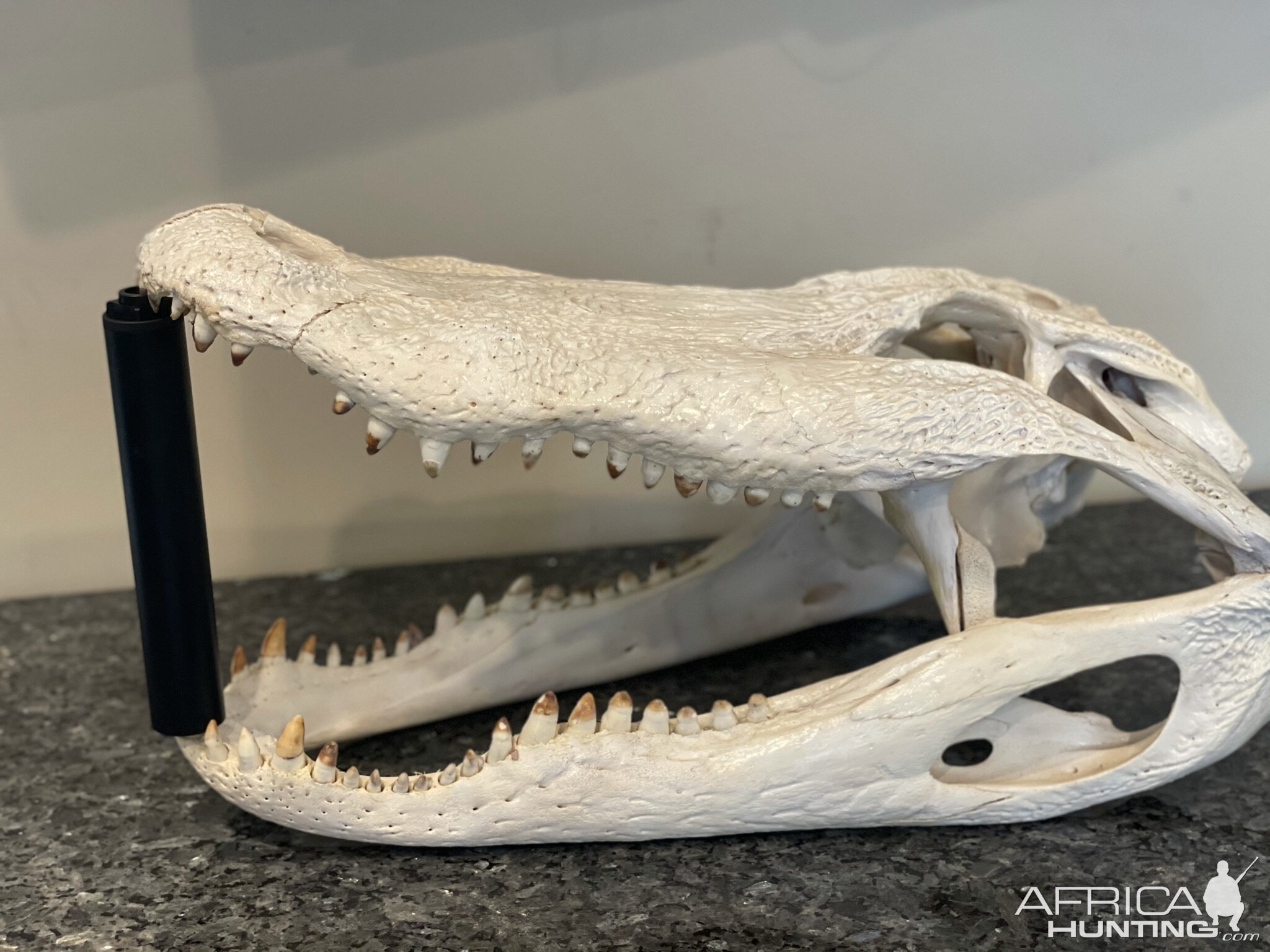 Alligator Skull Taxidermy