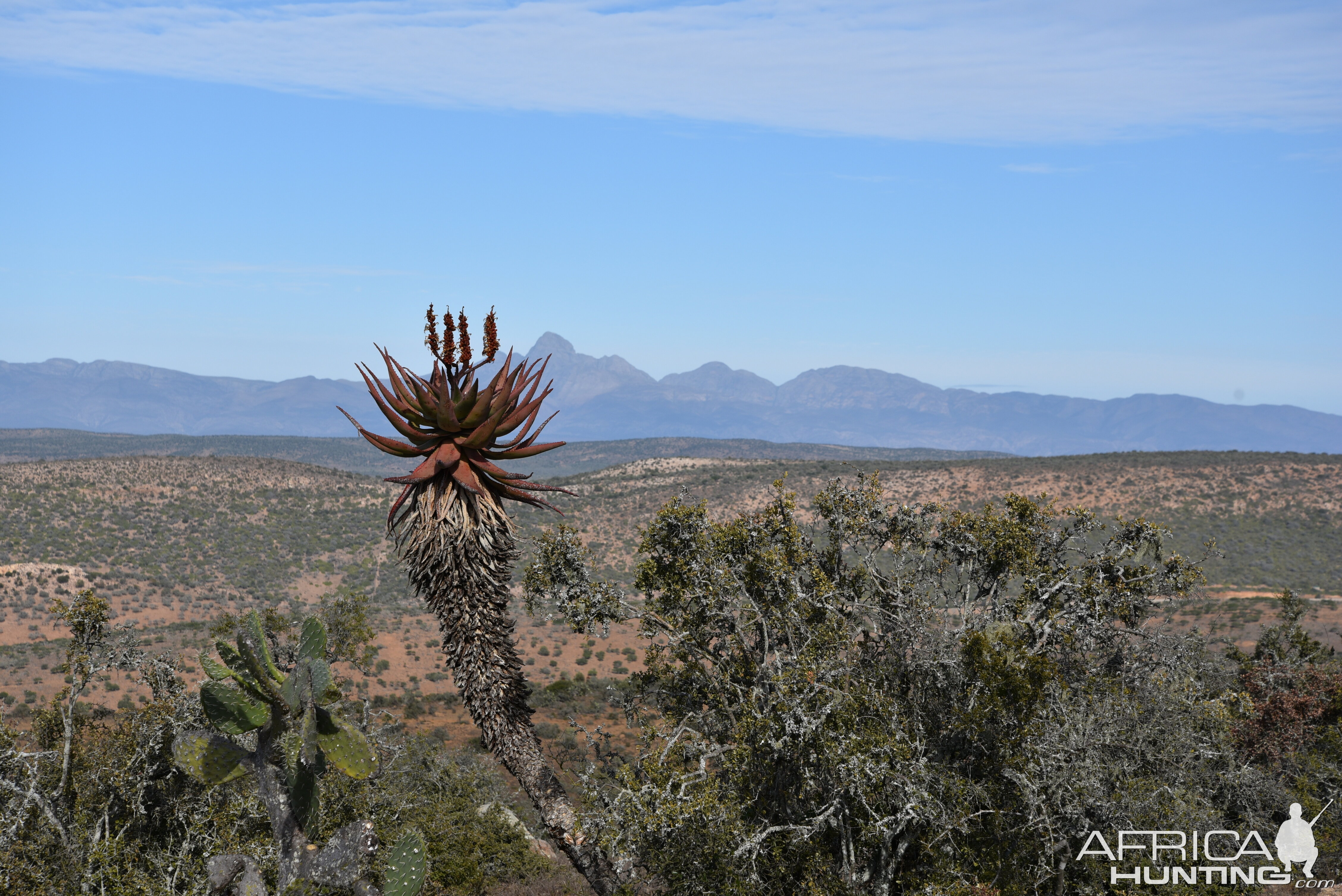 Aloe South Africa