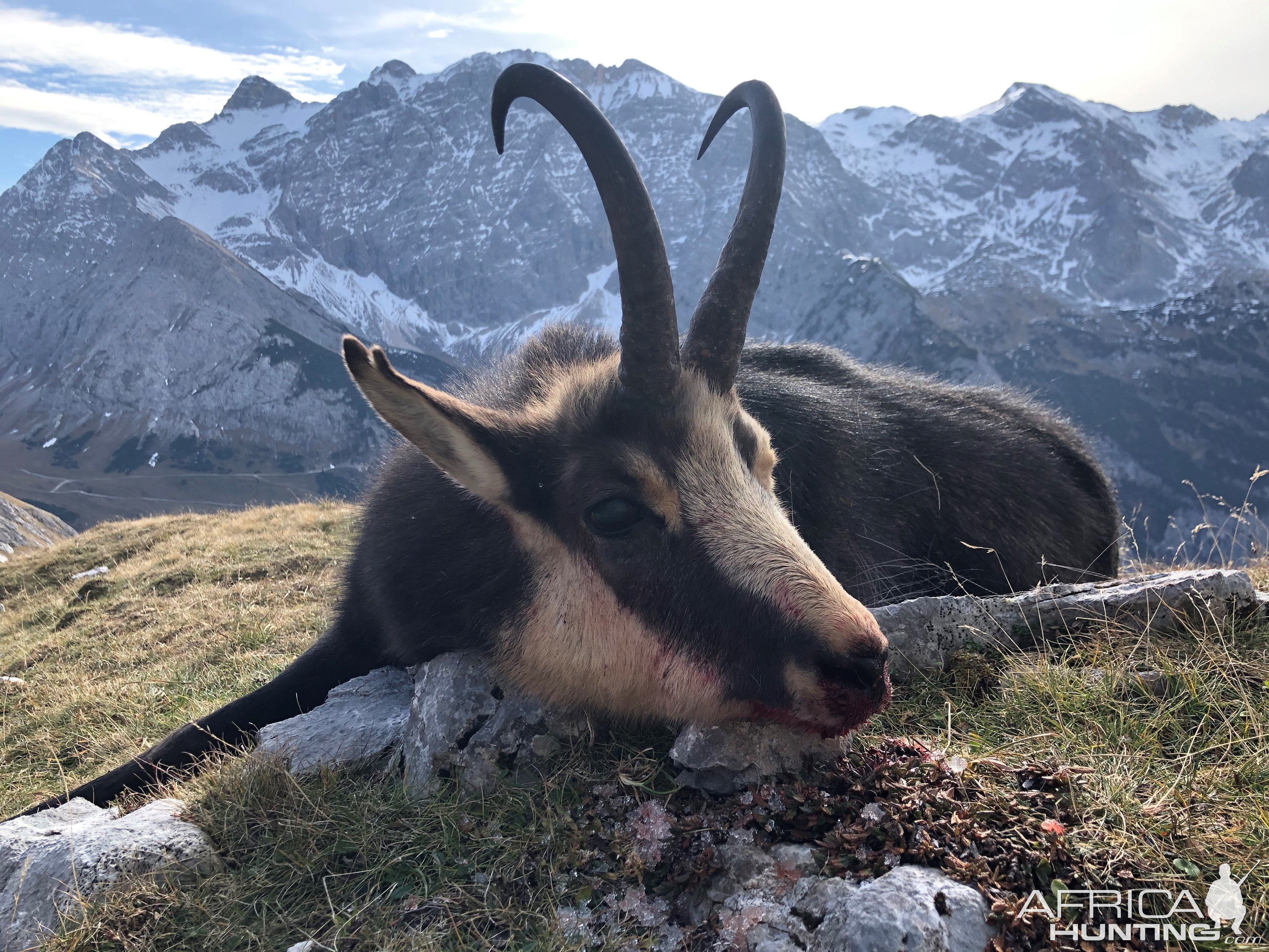 Alpine Chamois Hunting