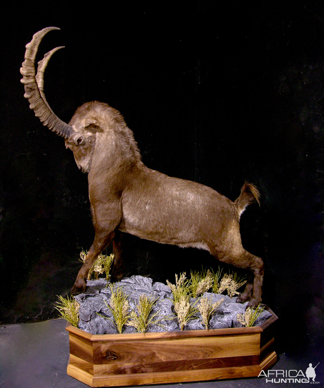 Alpine Ibex Full Mount Taxidermy