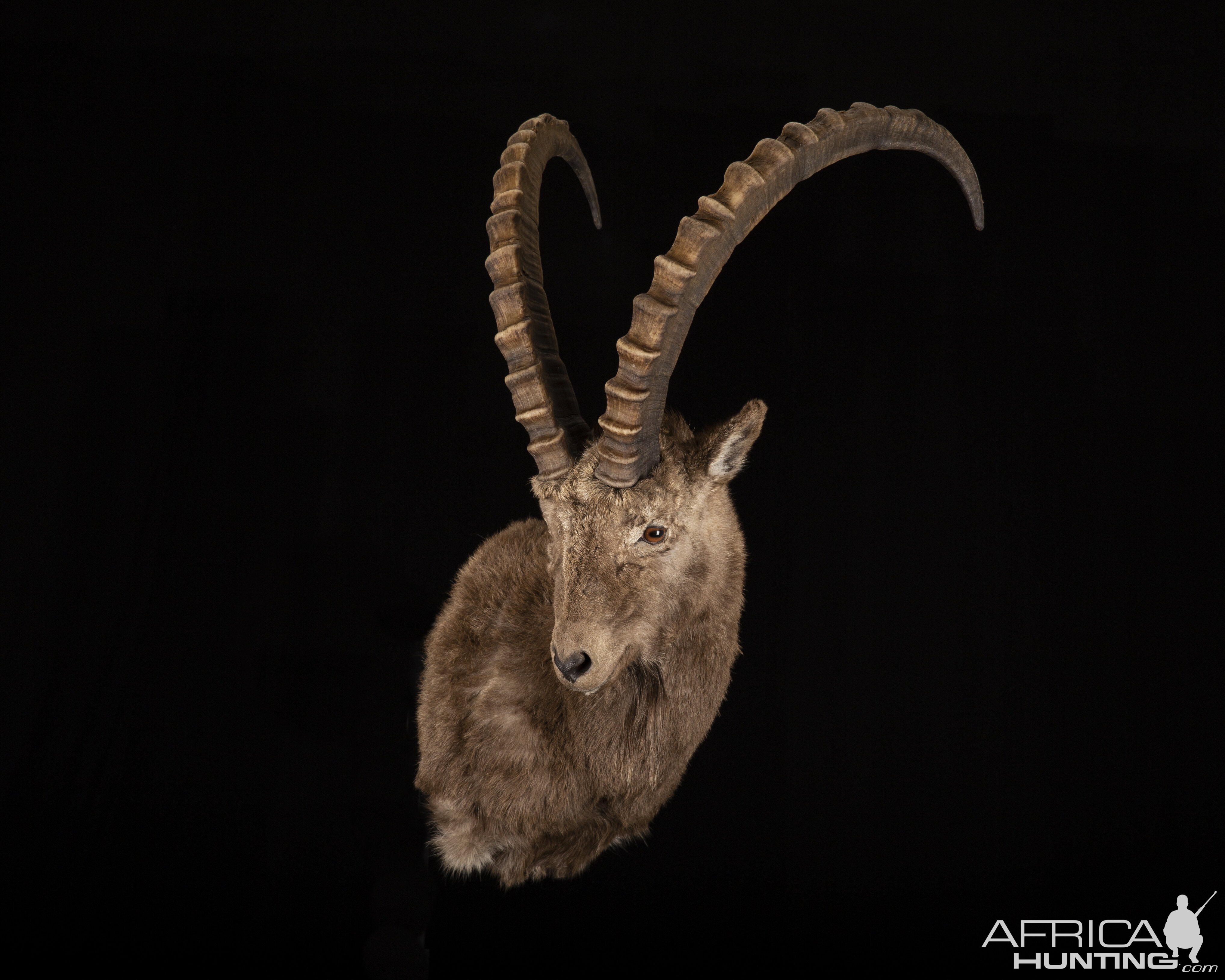 Alpine Ibex Shoulder Mount Taxidermy