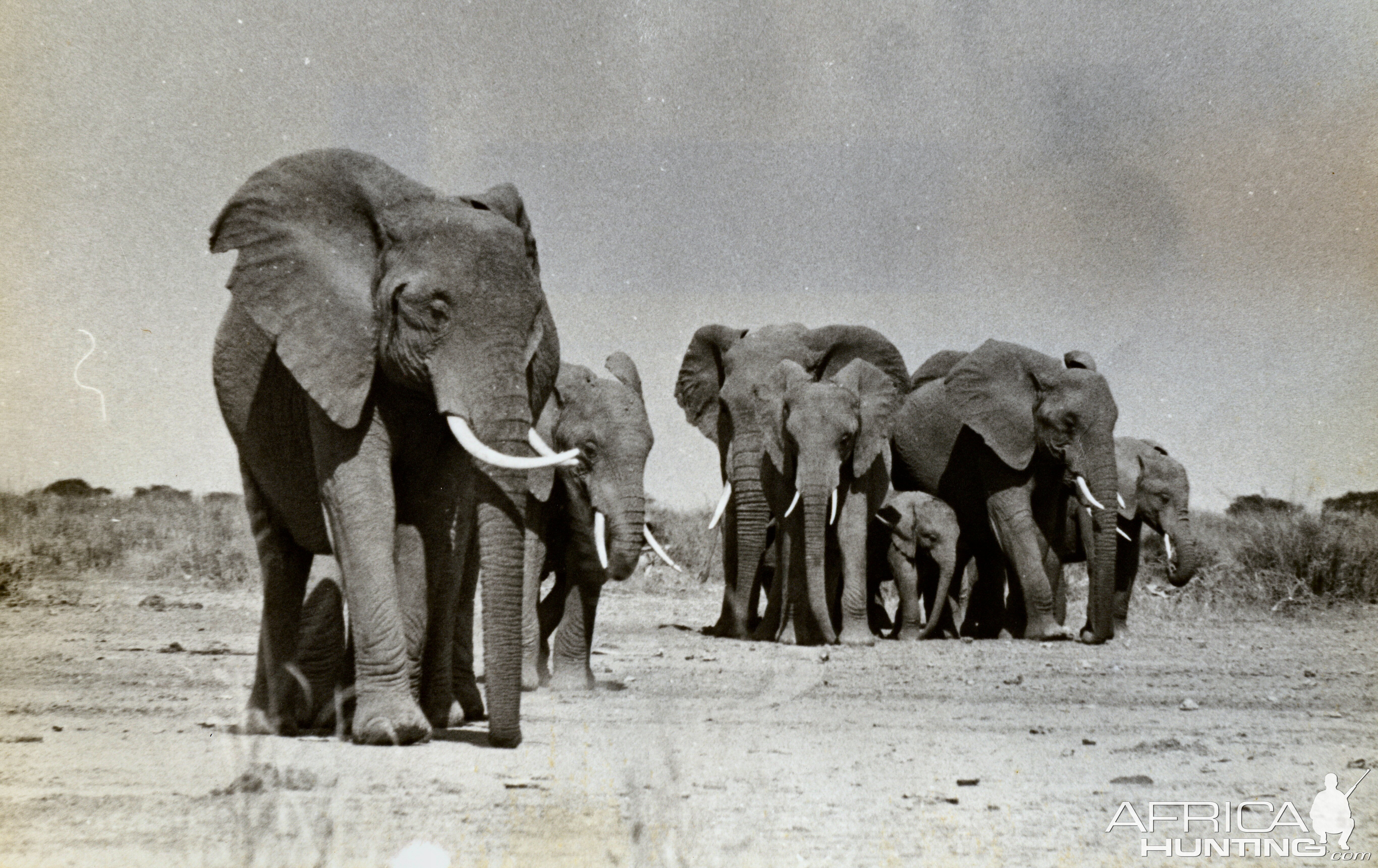 Amboseli Elephants