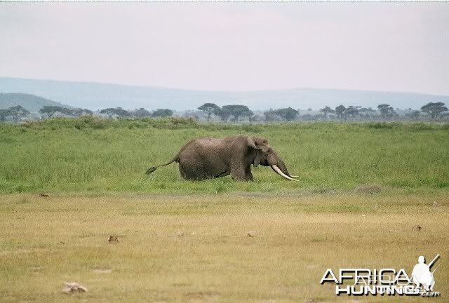 Ambroseli Elephant