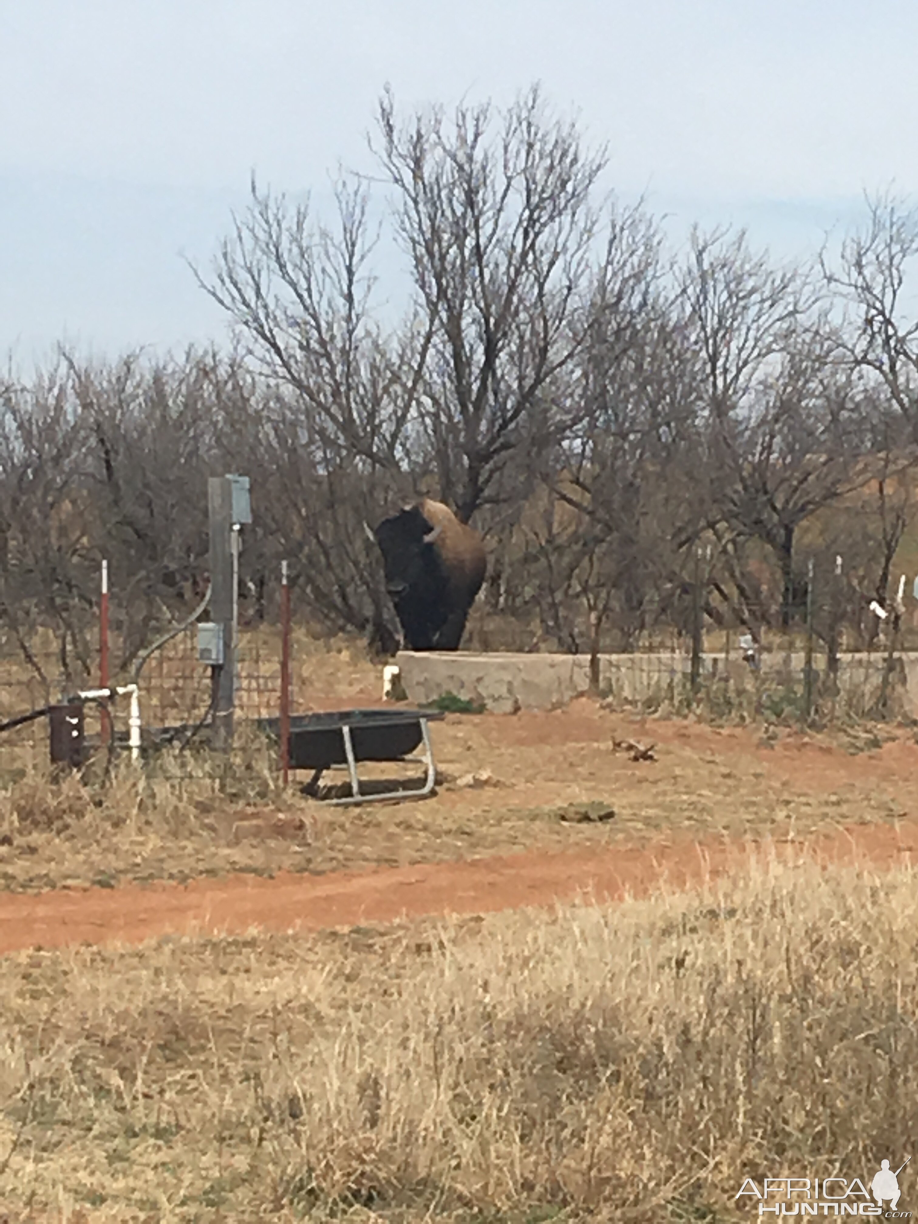 American Bison in Texas USA