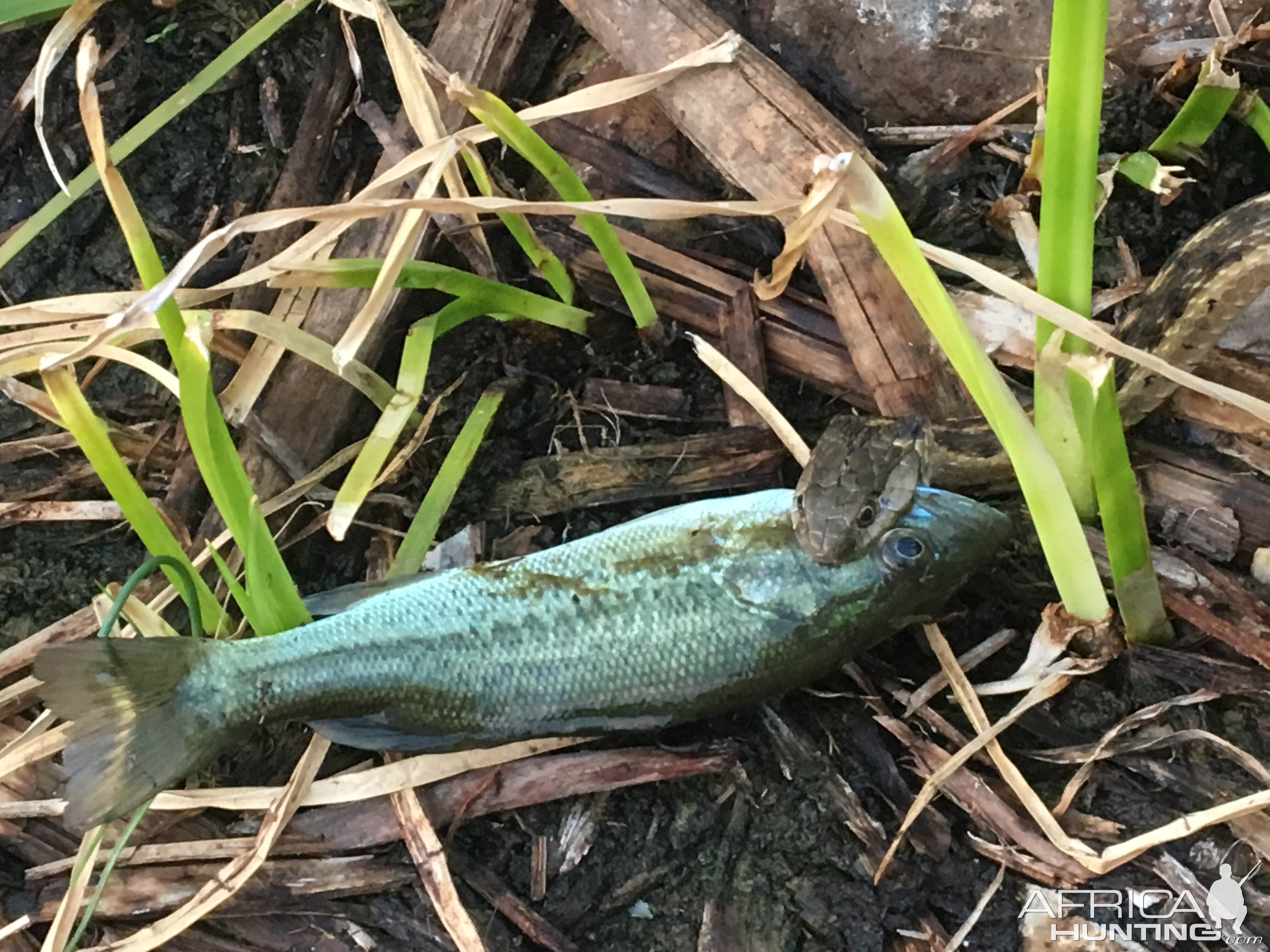 American Water Snake caught Largemouth Bass