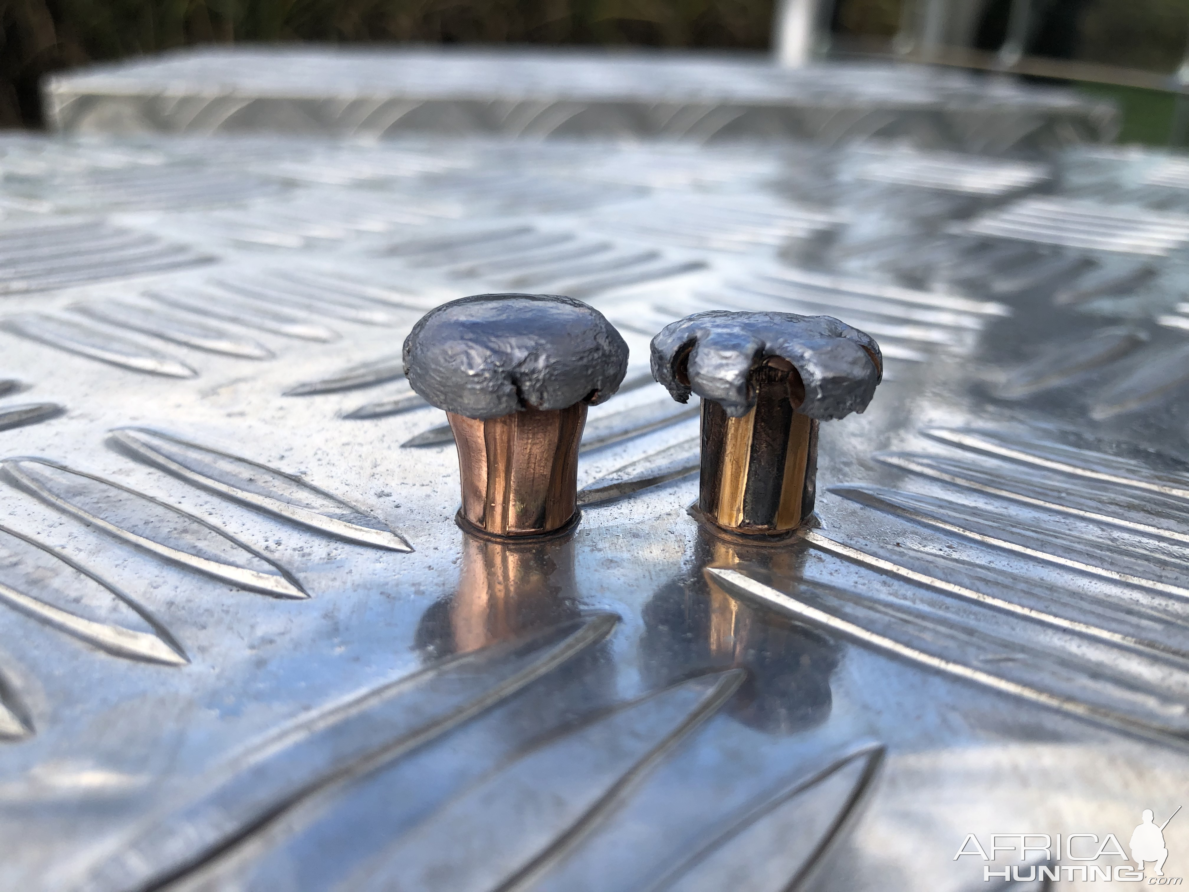 Ammunition Test - Hornady DGX Bonded VS Swift A-frame