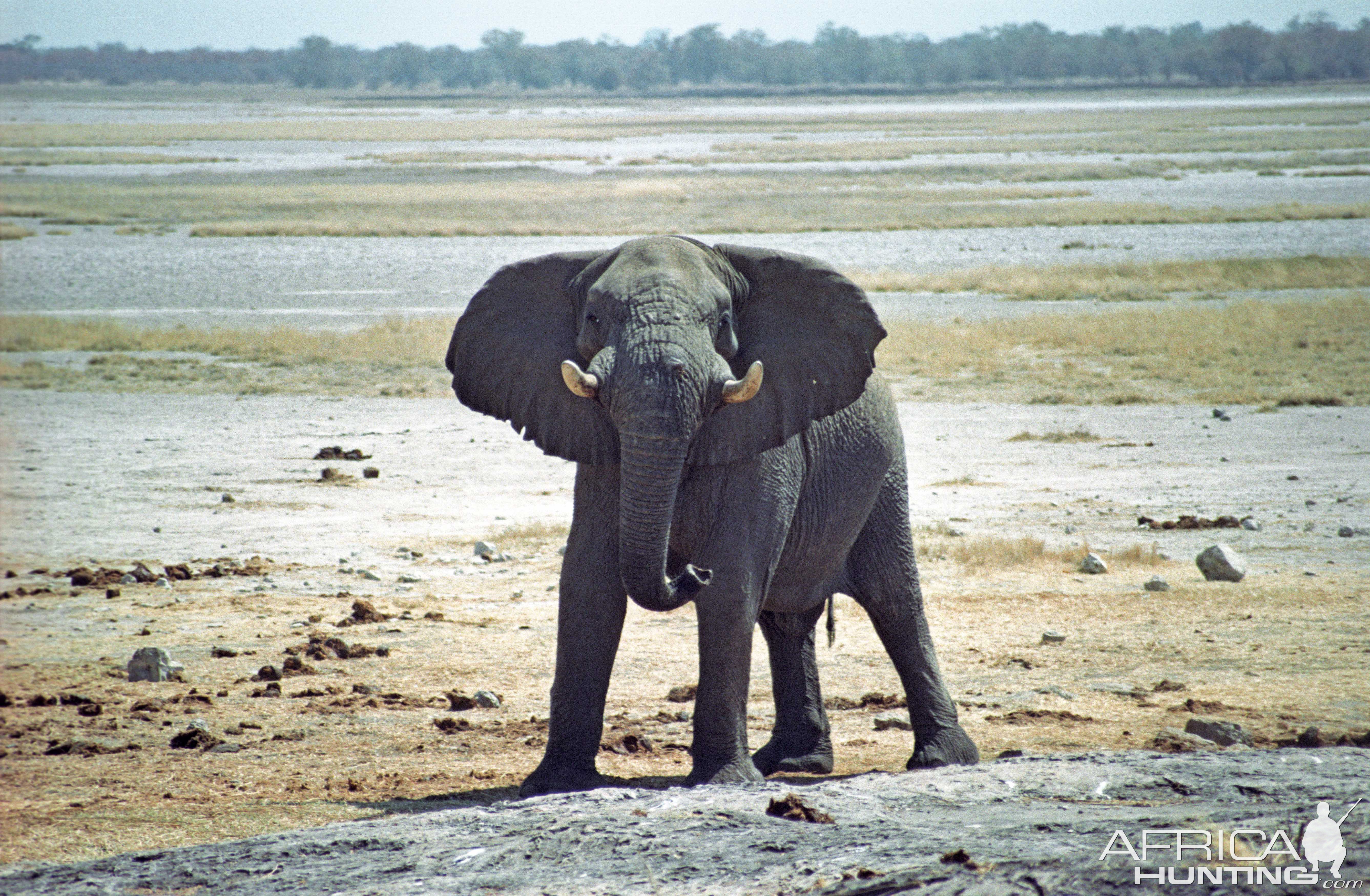 "An old elephant bull in a threatening pose in front of a heat-shimmering salt pan"-Kai Uwe Denker-Nyae Nyae Conservancy, Namibia