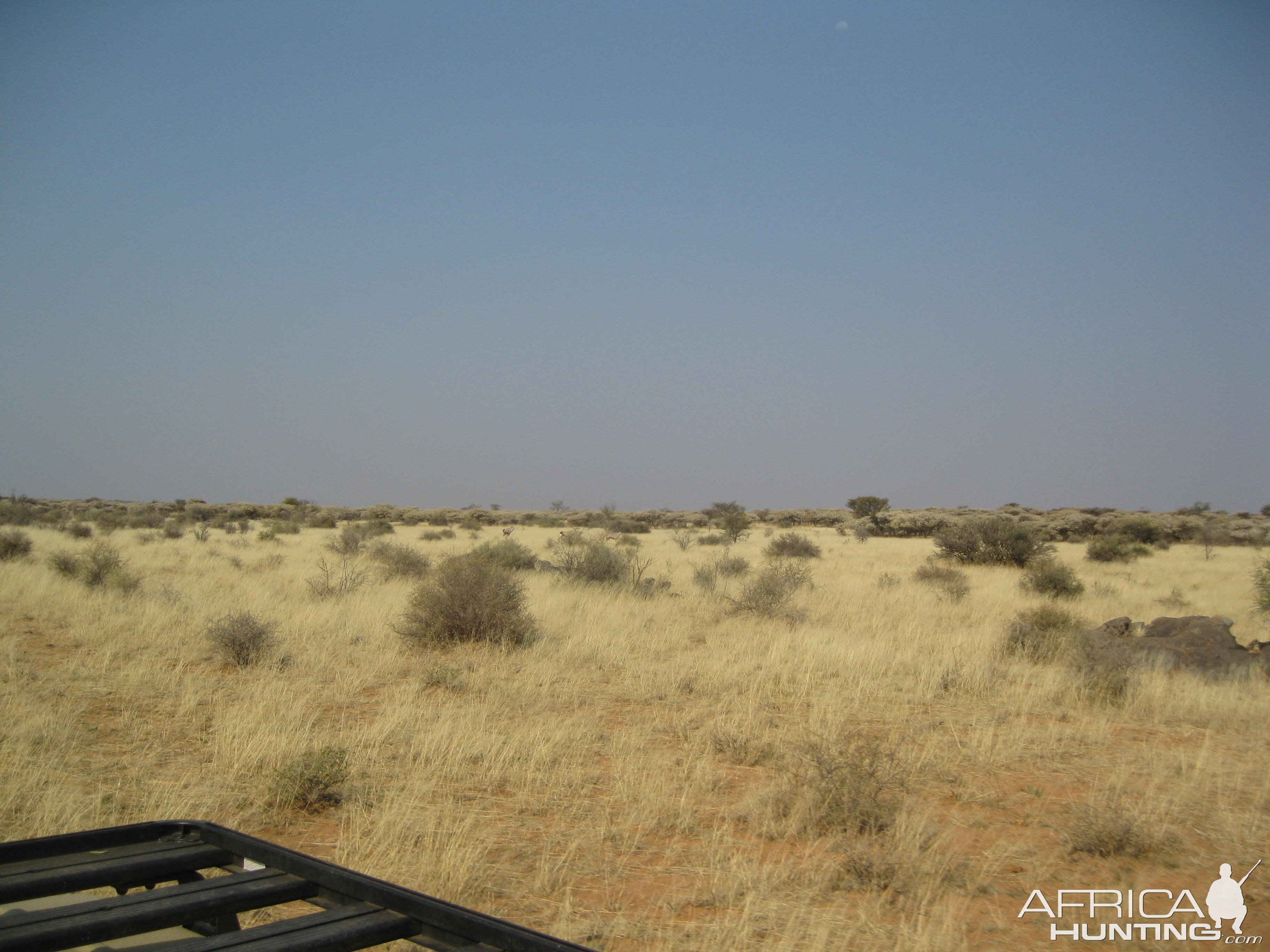 An oryx in the hand is worth three in the bush