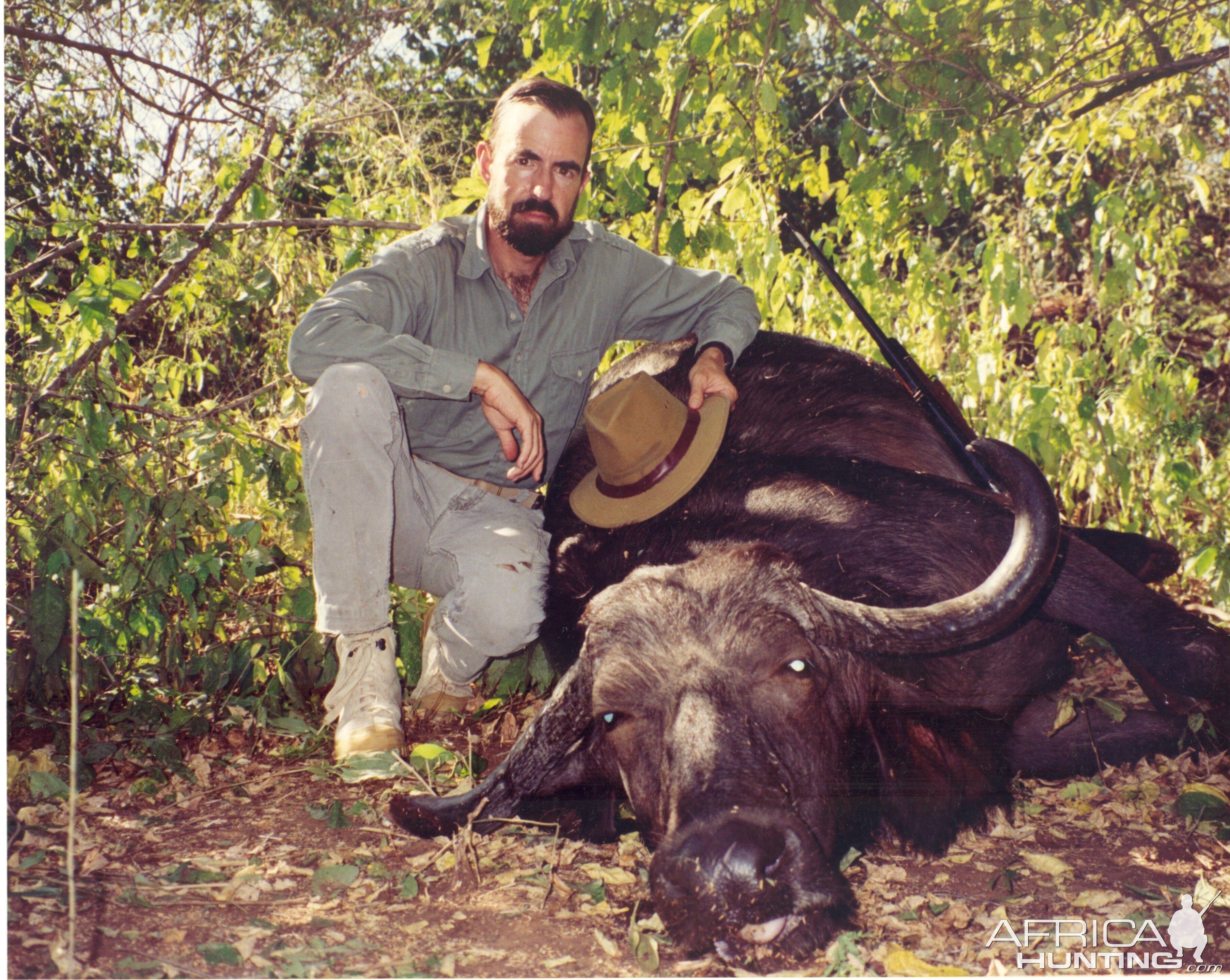 Ancient buffalo cow, Rifa Block - Zambezi Valley, Zimbabwe