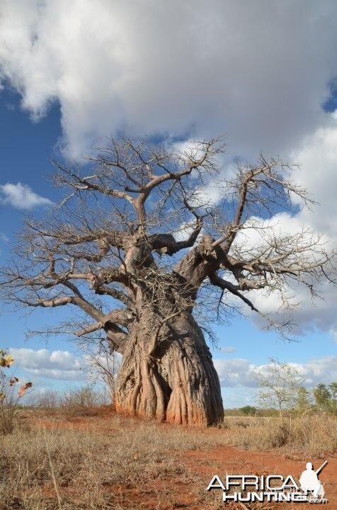 Another Baobab