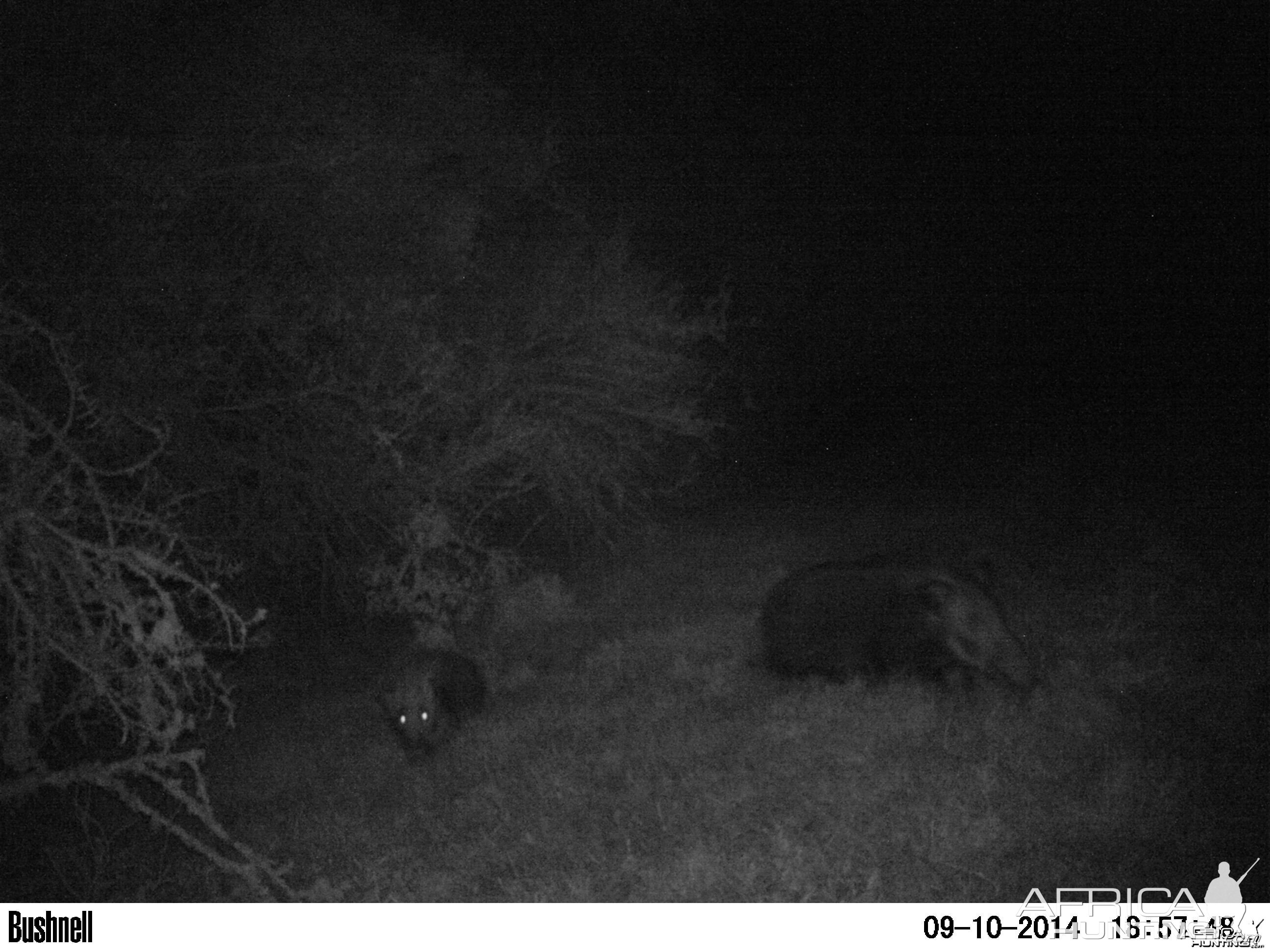 Another beautiful uglie - Bushpig