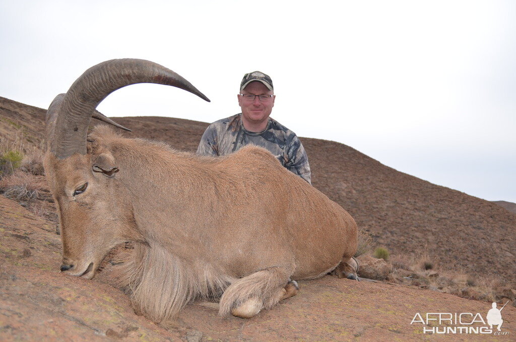 Aoudad Barbary sheep Hunt South Africa