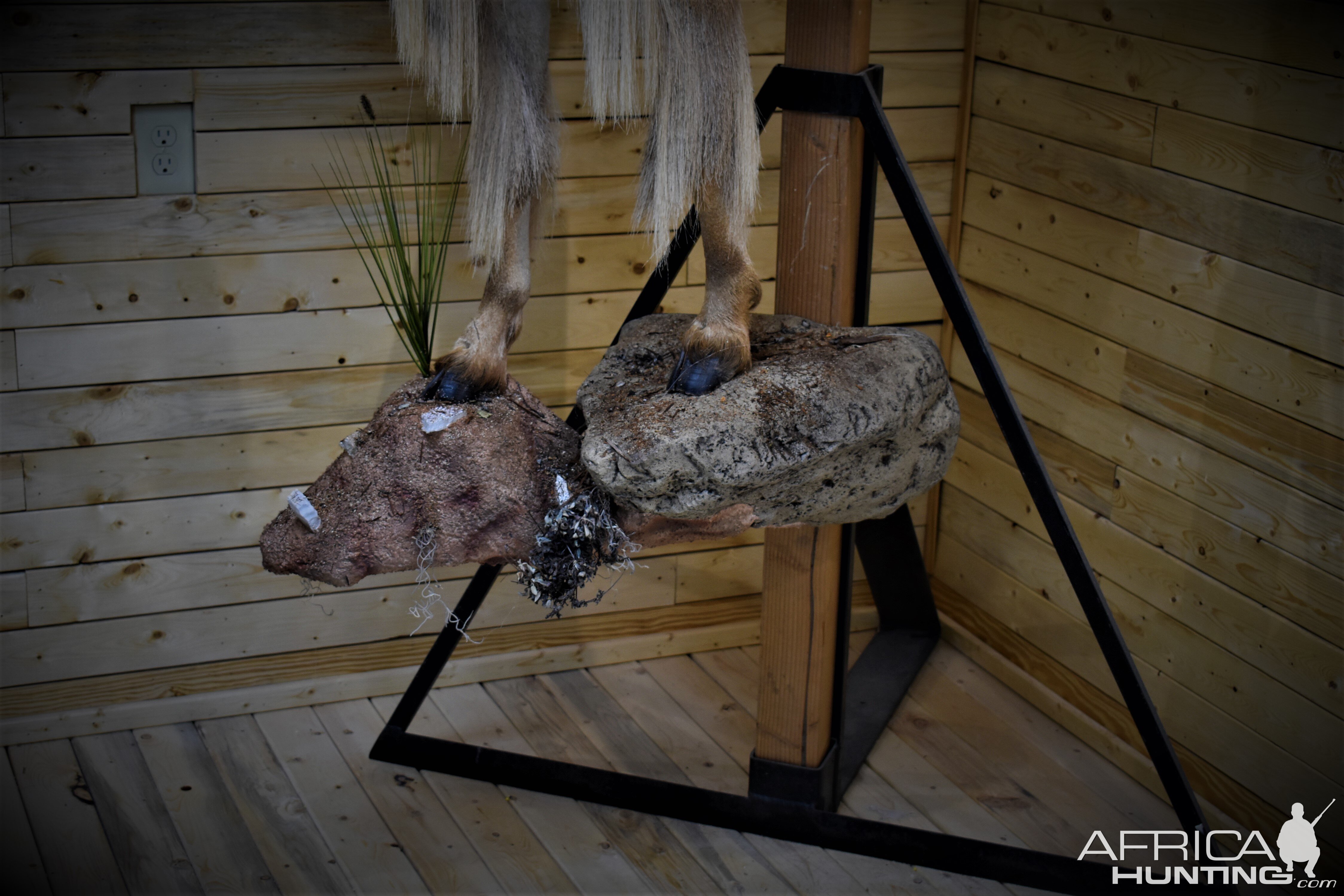 Aoudad Half Body Mount Taxidermy