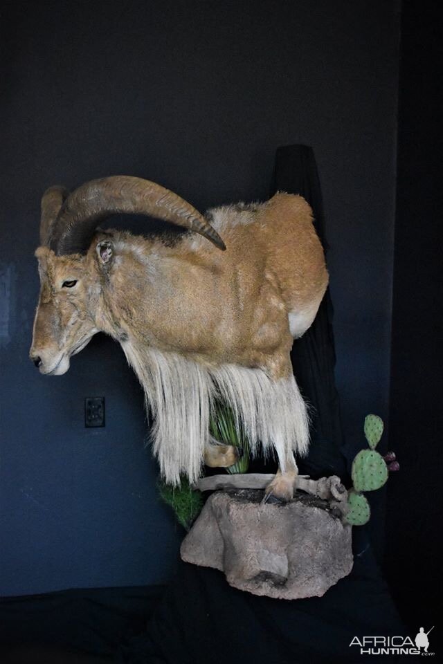 Aoudad Half Mount Taxidermy