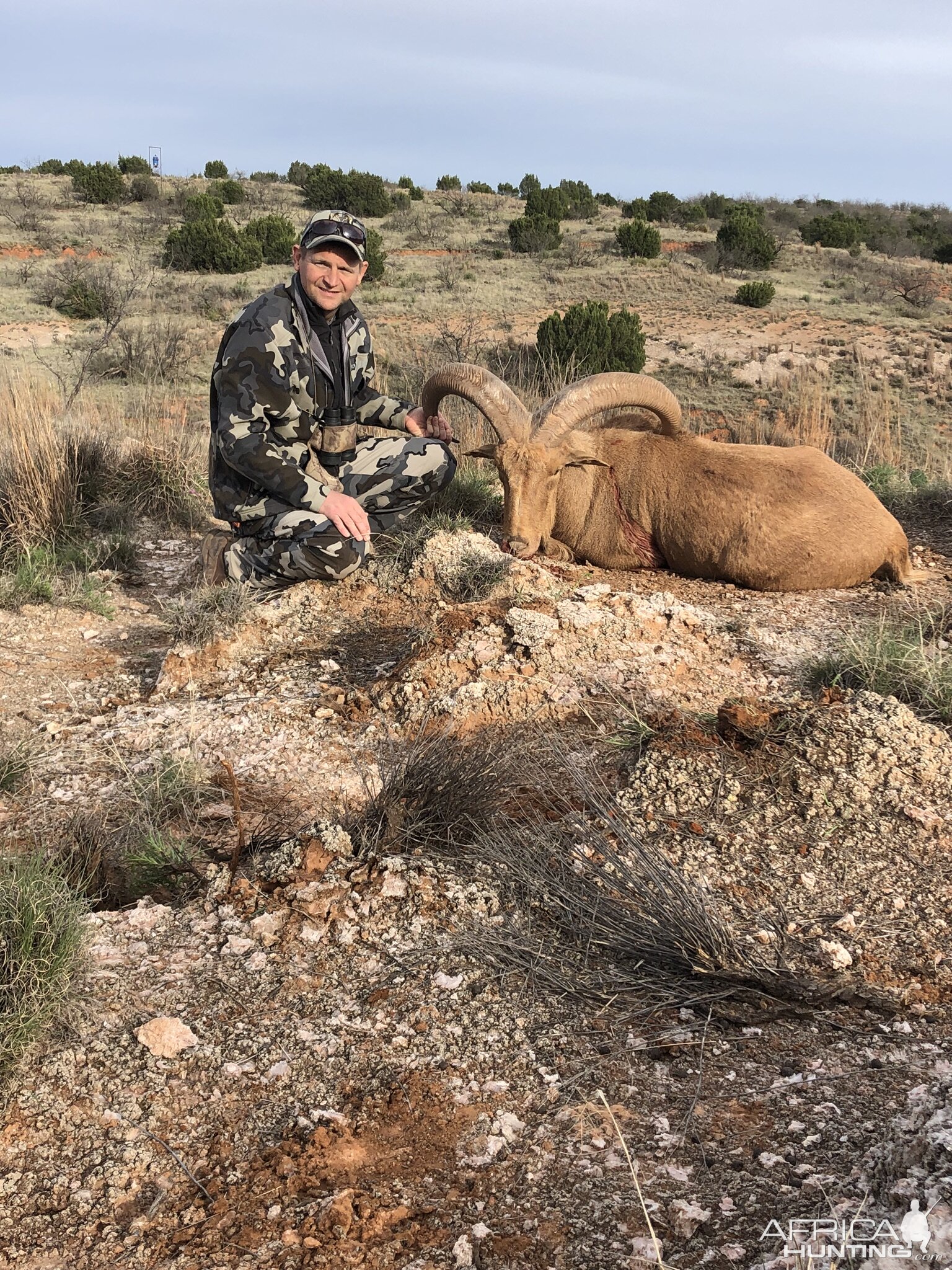 Aoudad Hunt Texas USA