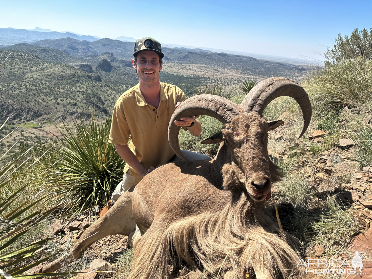 Aoudad Hunt West Texas
