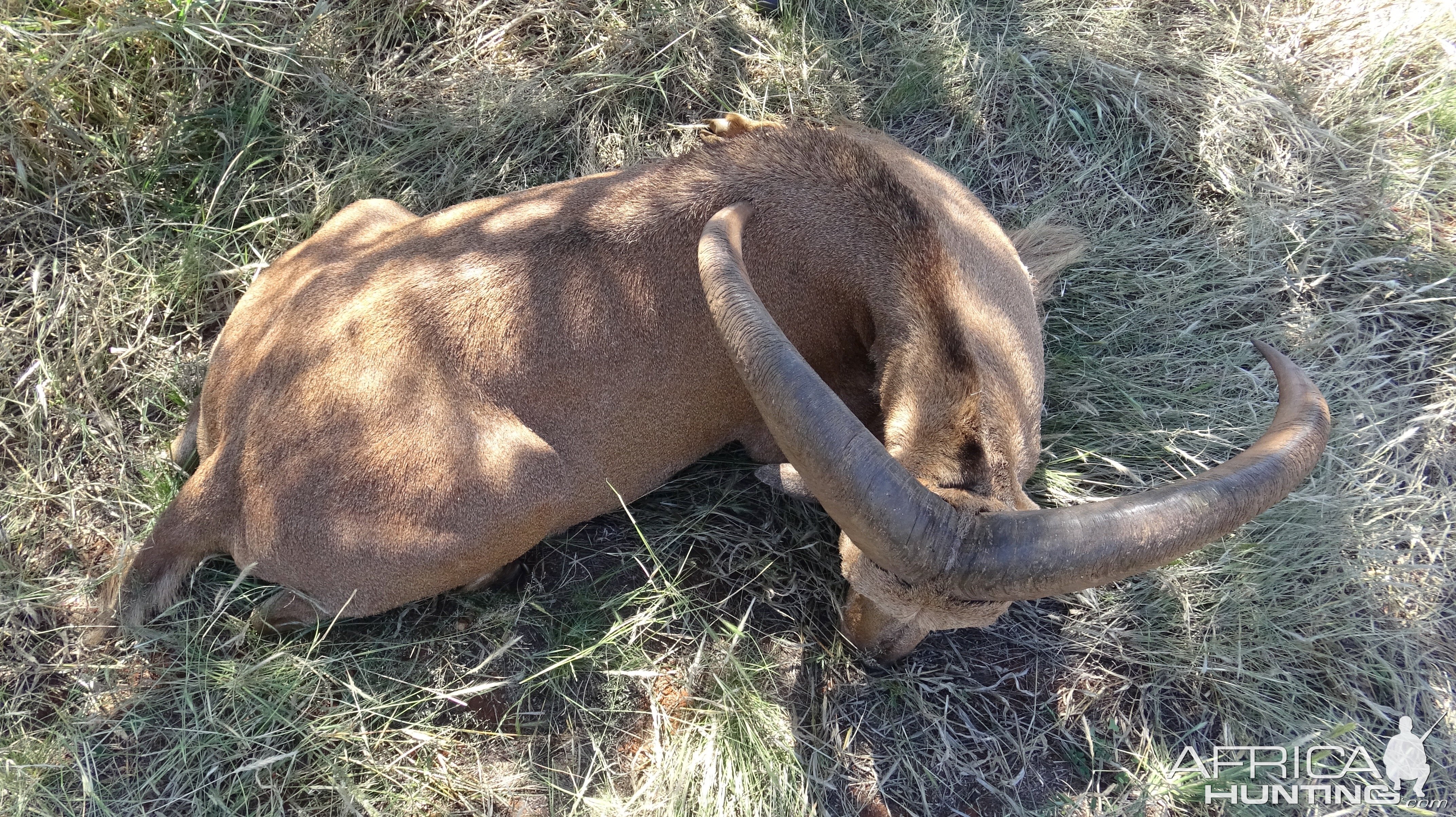 Aoudad Hunting Northern Cape South Africa