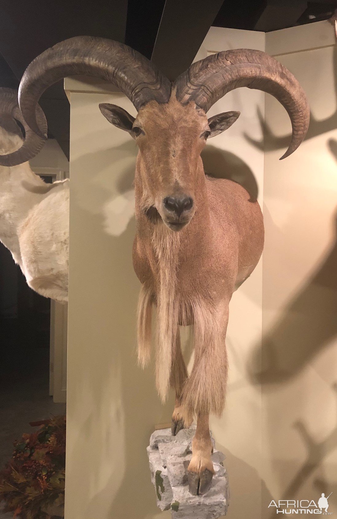 Aoudad Pedestal Mount Taxidermy