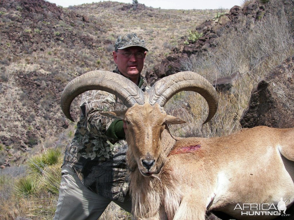 Aoudad Sheep