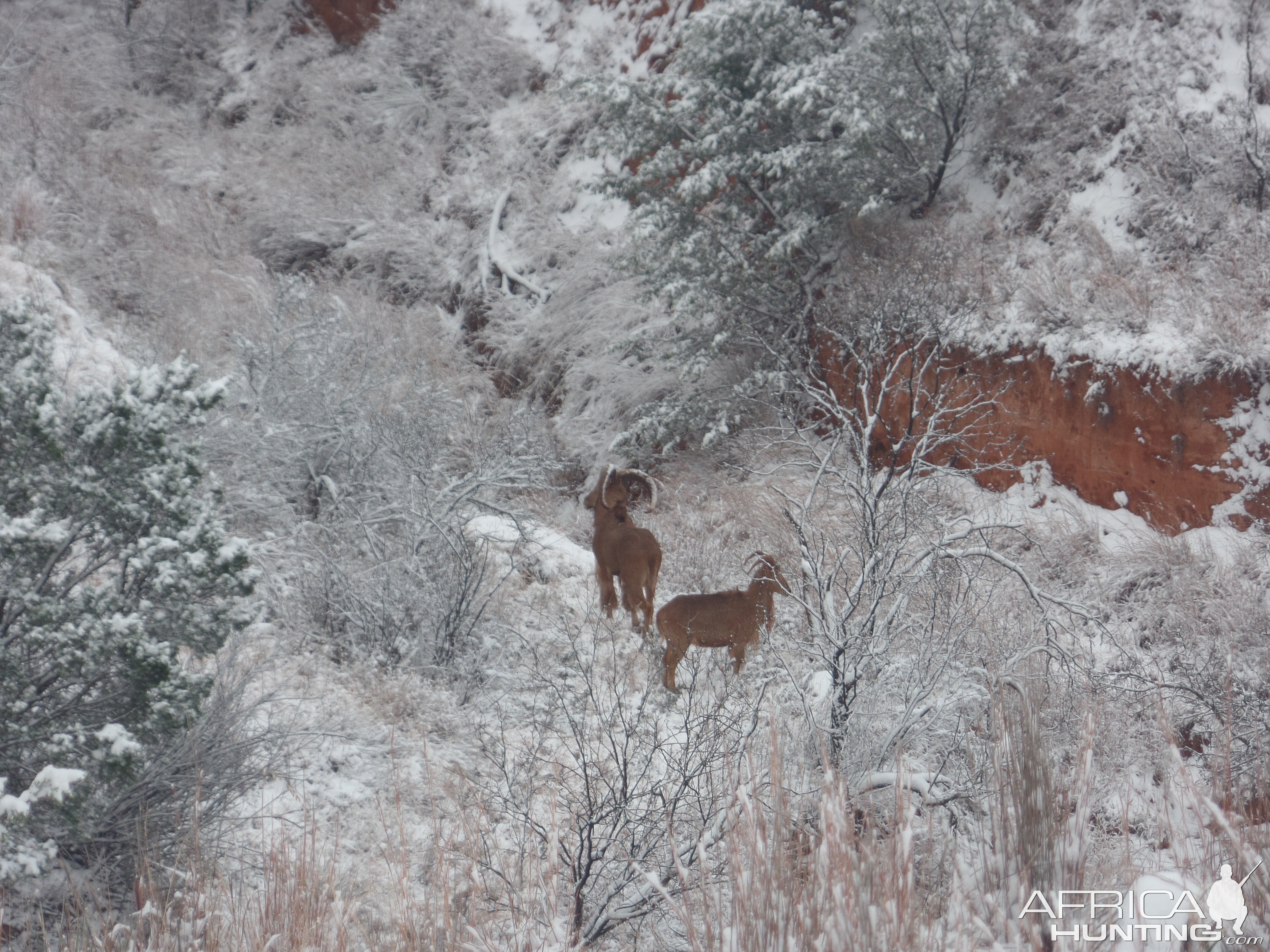 Aoudad Texas USA